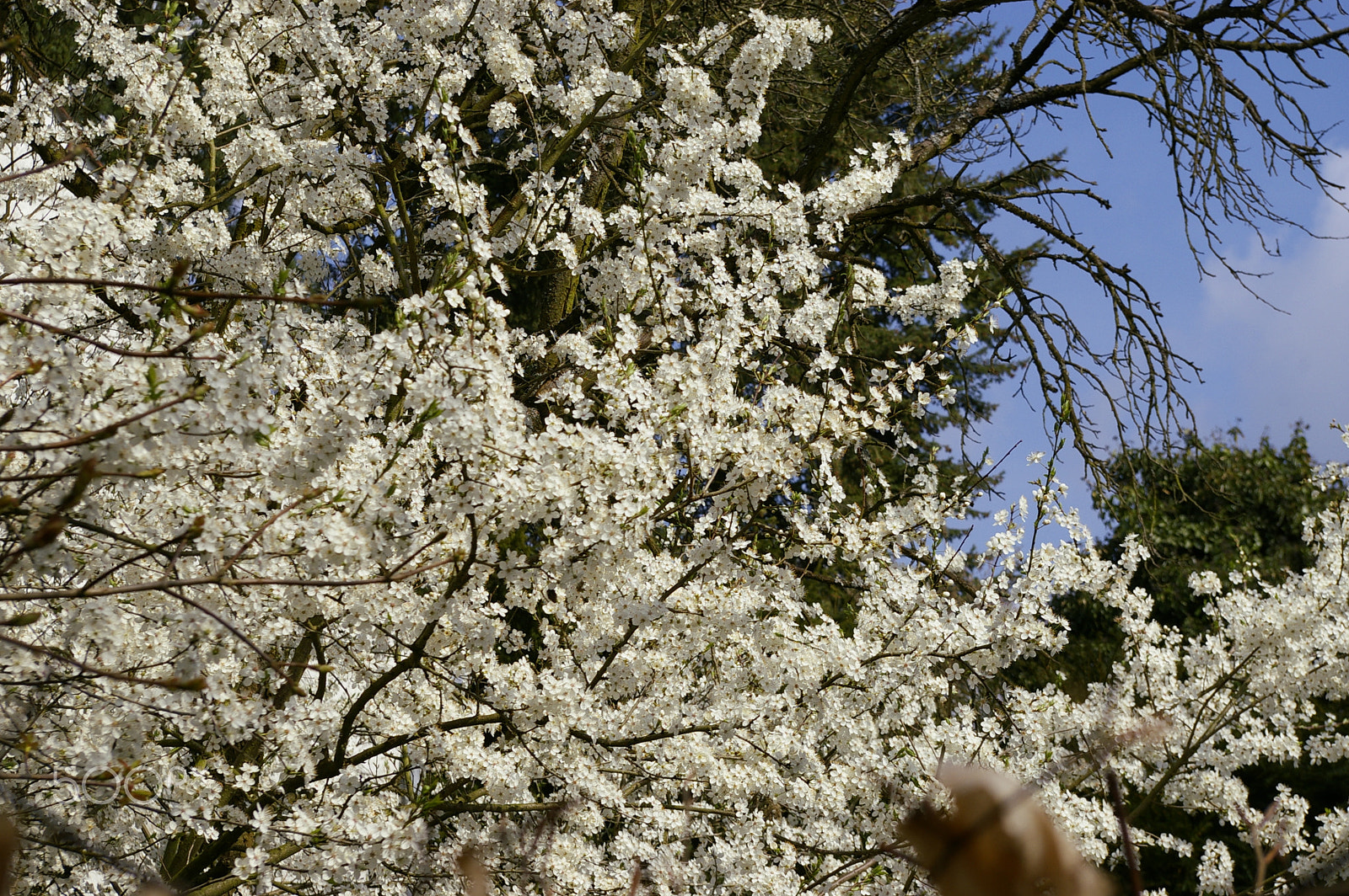 Pentax K100D Super + Pentax smc DA 18-55mm F3.5-5.6 AL sample photo. White blossoms photography