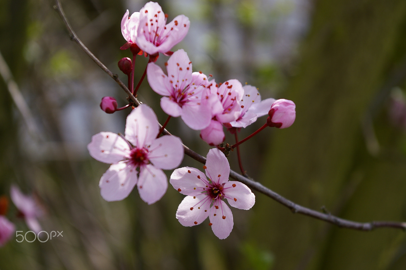 Pentax K100D Super sample photo. Blossoms photography