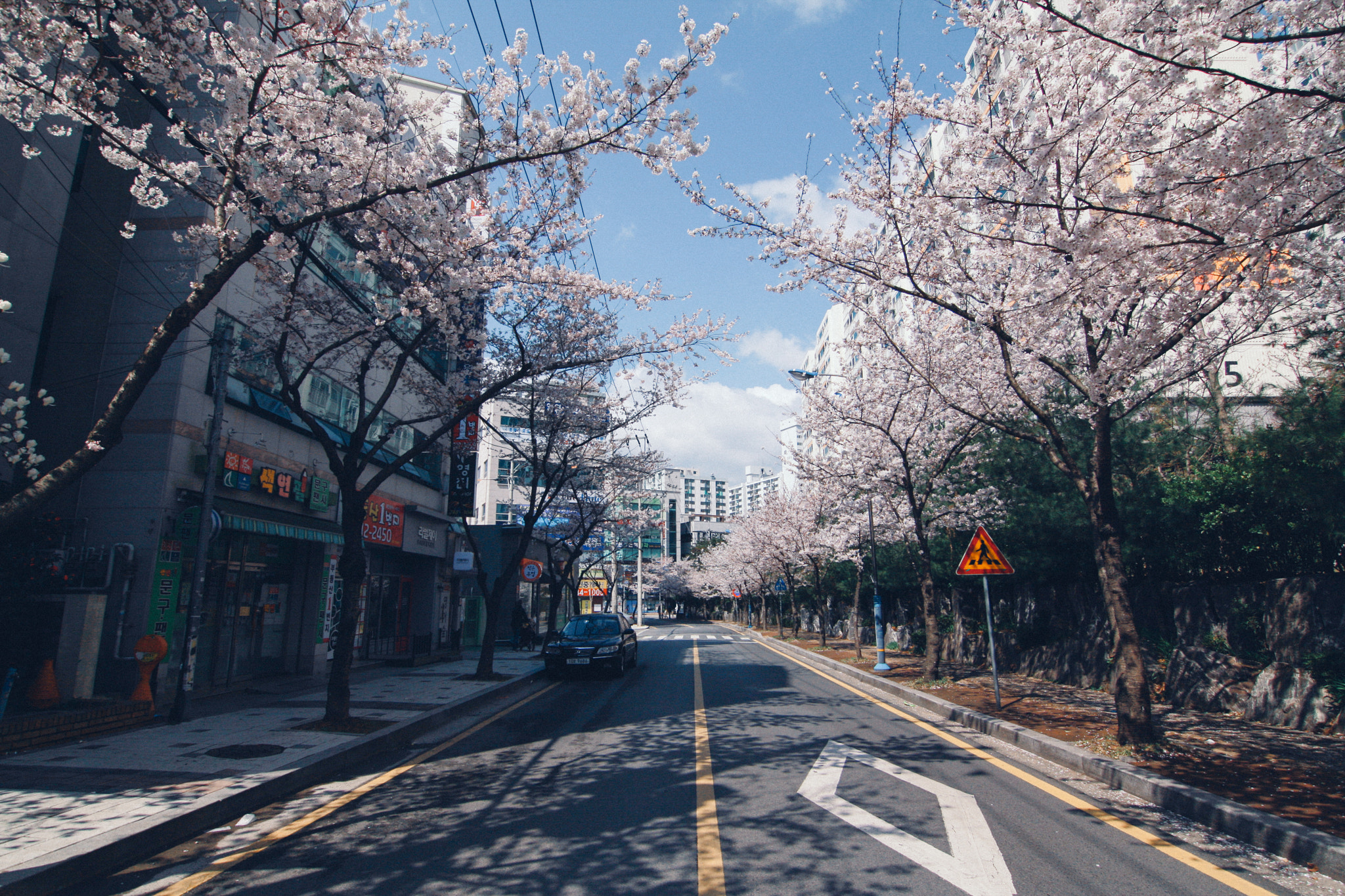 Canon EOS 40D + Tokina AT-X Pro 11-16mm F2.8 DX sample photo. Spring in korea photography