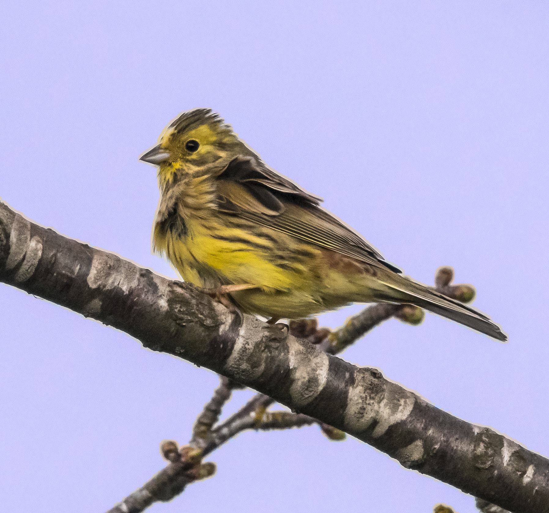 Nikon D500 sample photo. Windblown yellow hammer - windzerzauste goldammer photography