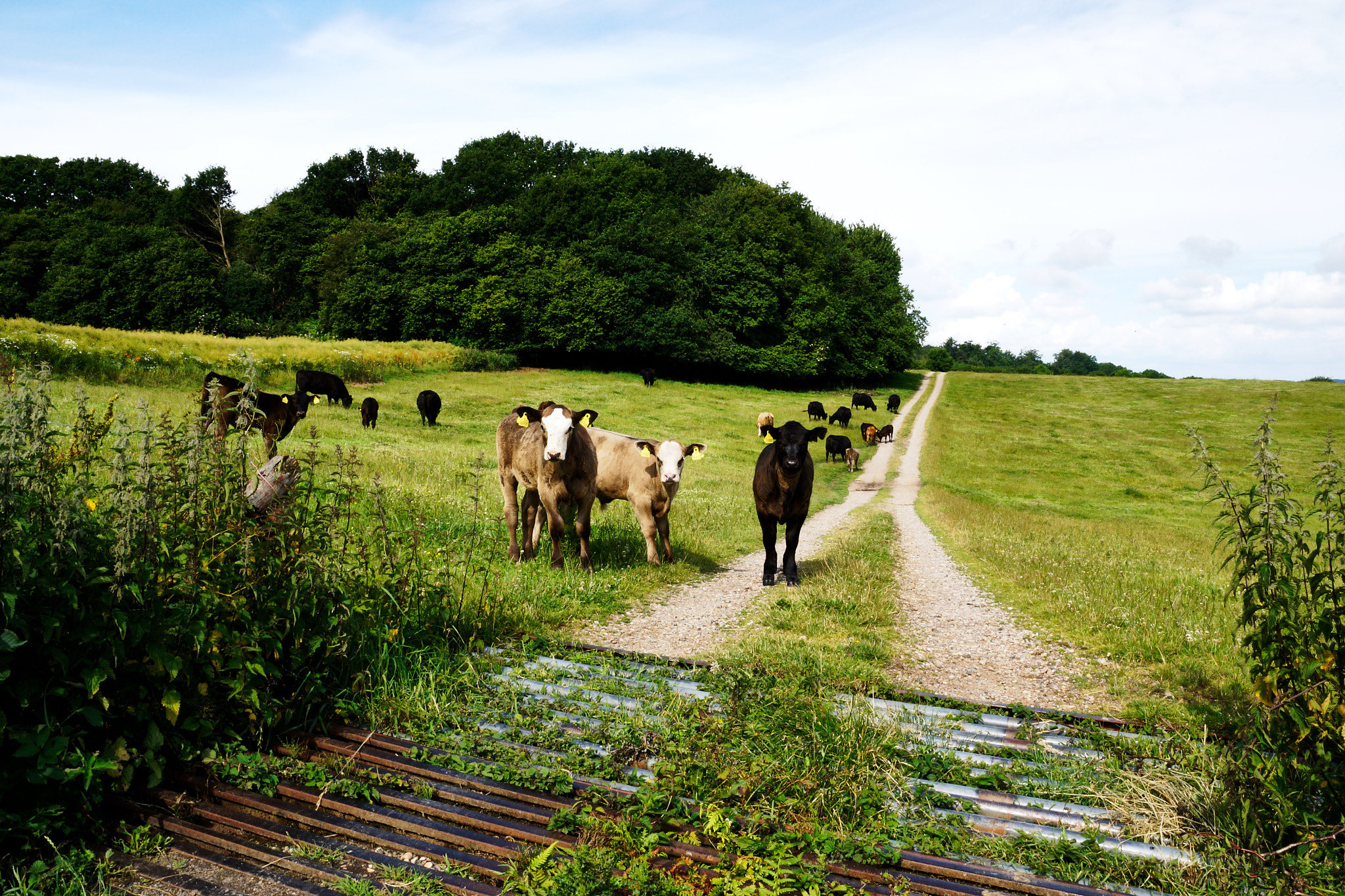 Sony DT 18-135mm F3.5-5.6 SAM sample photo. Curious cows photography