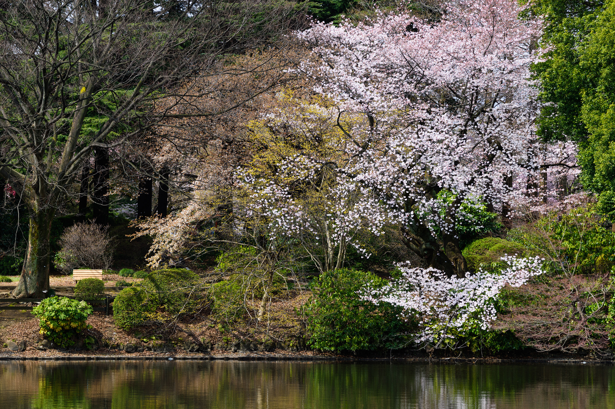 Nikon Df sample photo. Waterside cherry blossom photography