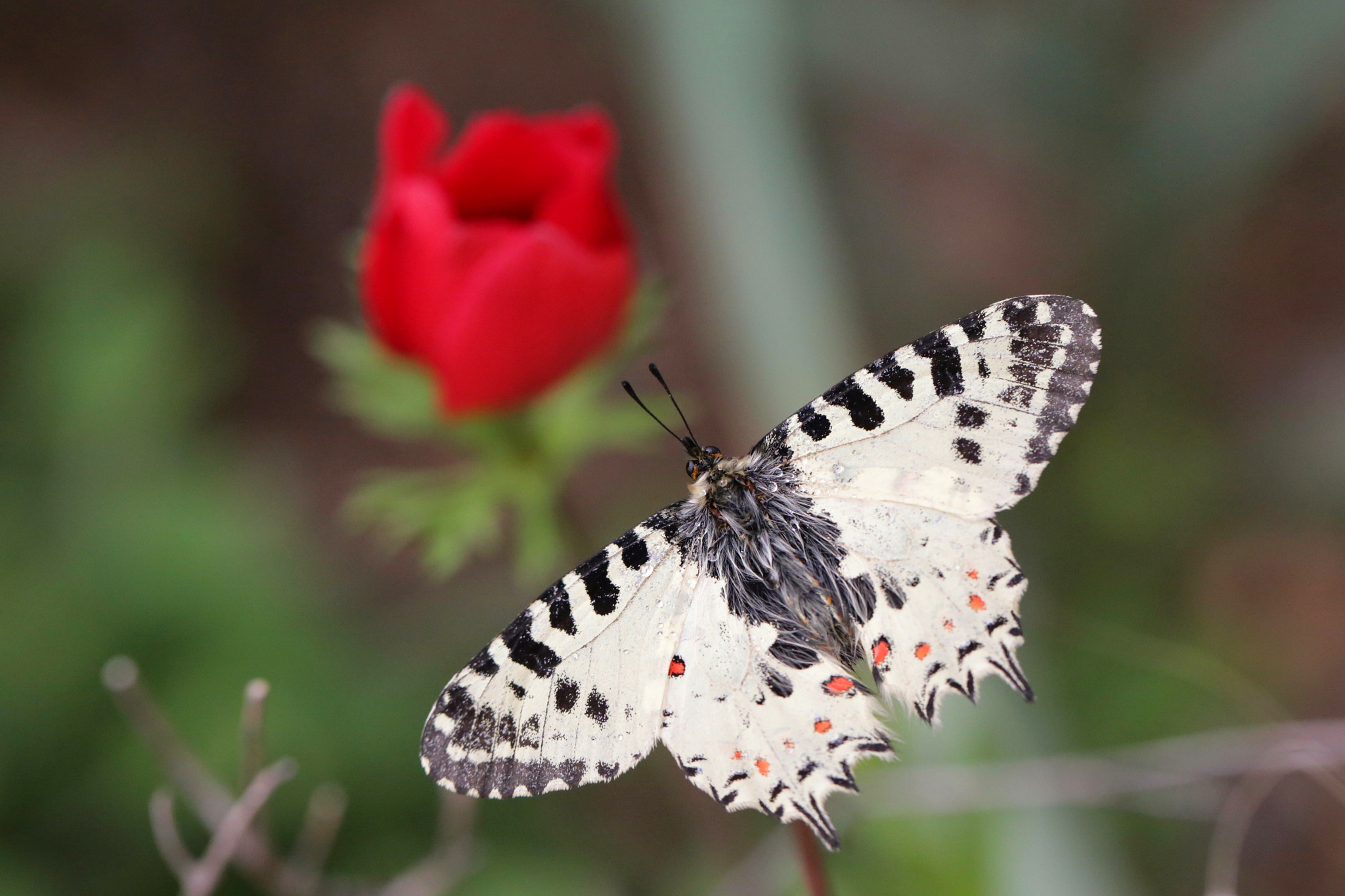 Canon EF 100mm F2.8L Macro IS USM sample photo. Orman fistosu ve kırmızı anemon photography