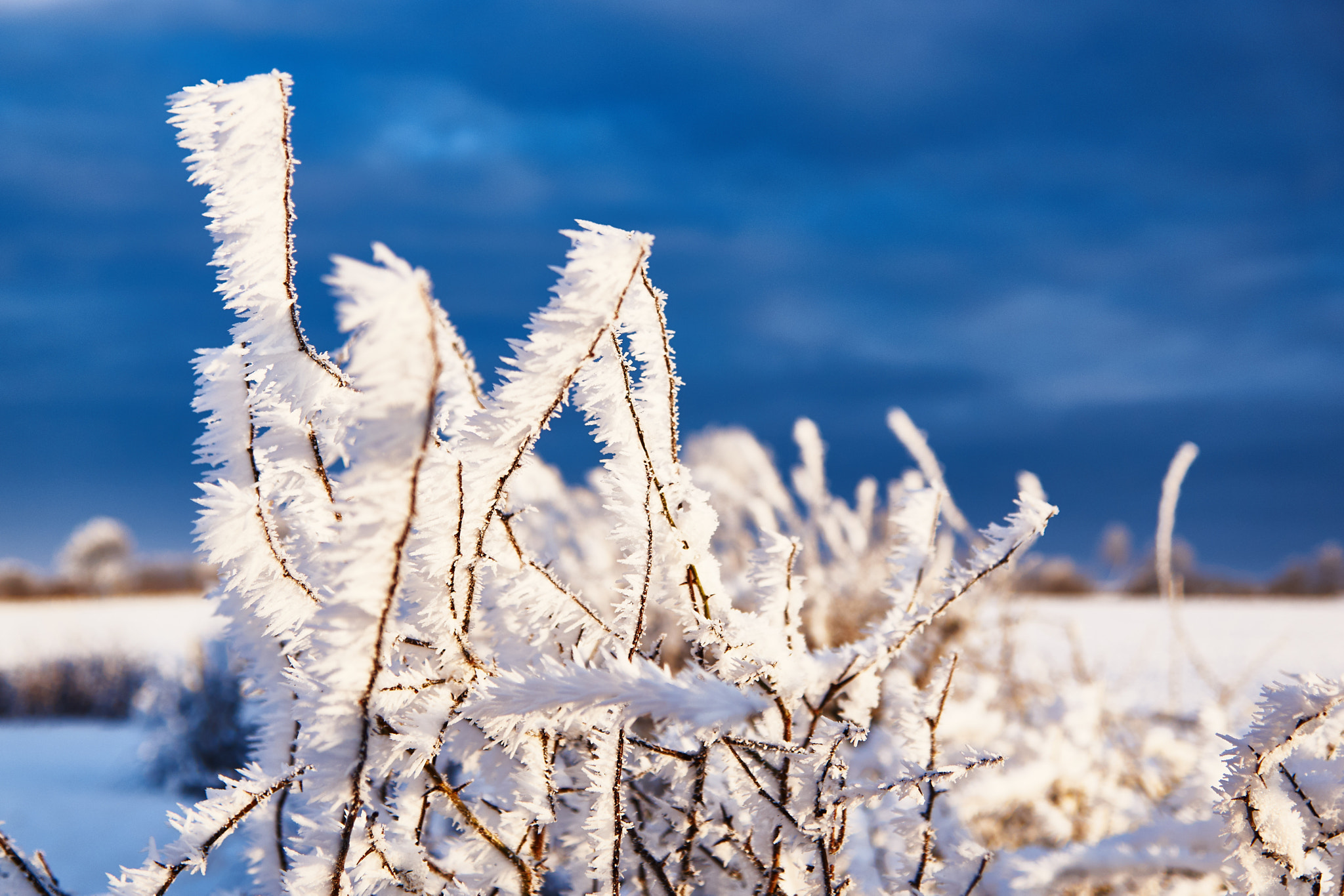 Sony SLT-A77 sample photo. Hoarfrost photography