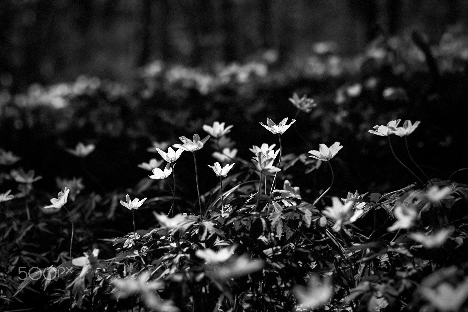 Canon EOS M + Canon EF 50mm F1.8 STM sample photo. Wildflowers  anemone nemorosa in the black dress photography