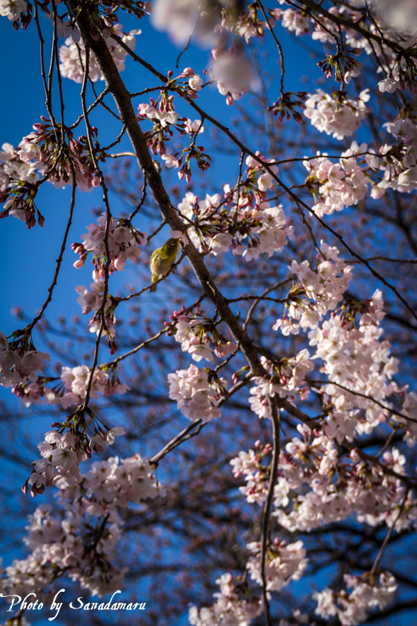 Sigma 18-50mm f/2.8 Macro sample photo. Cherry blossoms photography