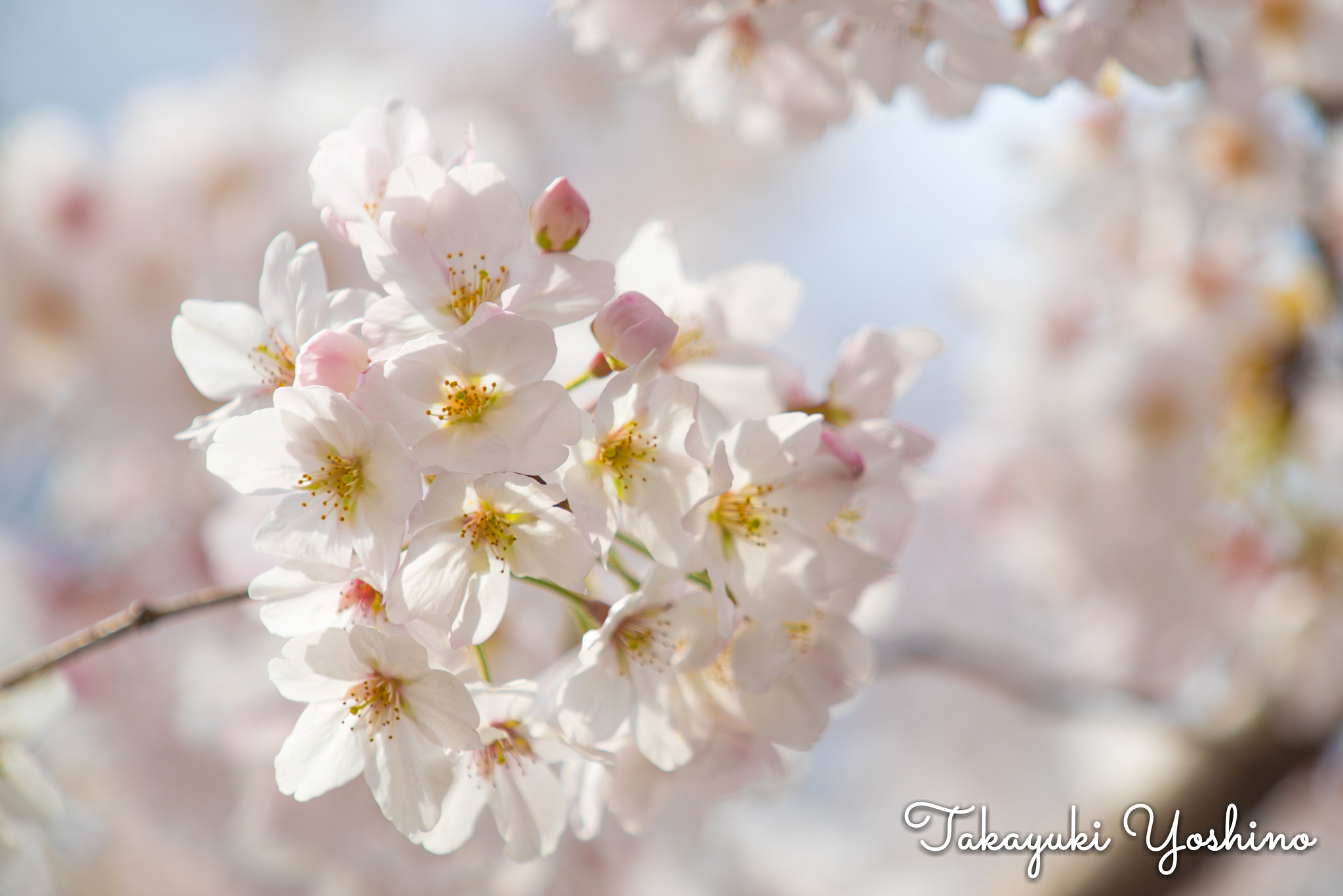 Sony a7R sample photo. Cherryblossom photography