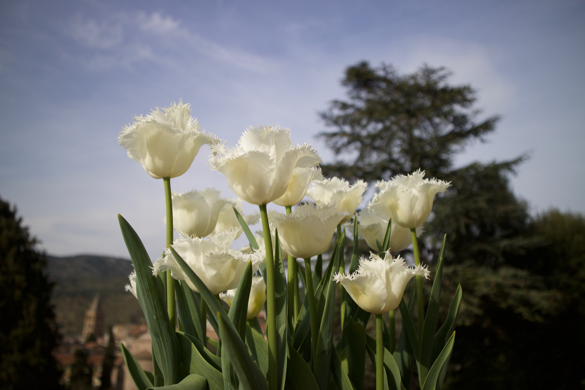 Canon EOS M3 sample photo. Flowers photography