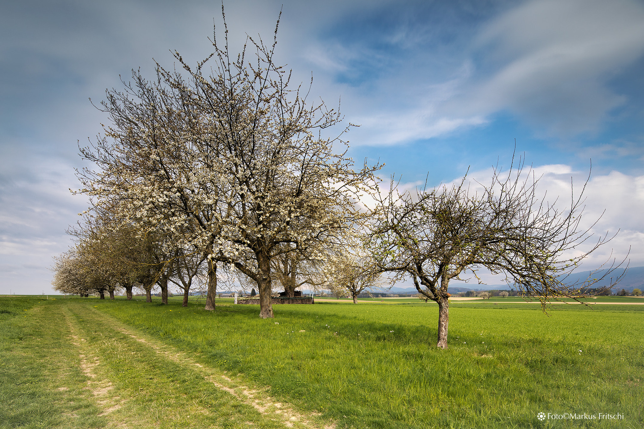Canon TS-E 17mm F4L Tilt-Shift sample photo. Kirschbäume im frühling photography