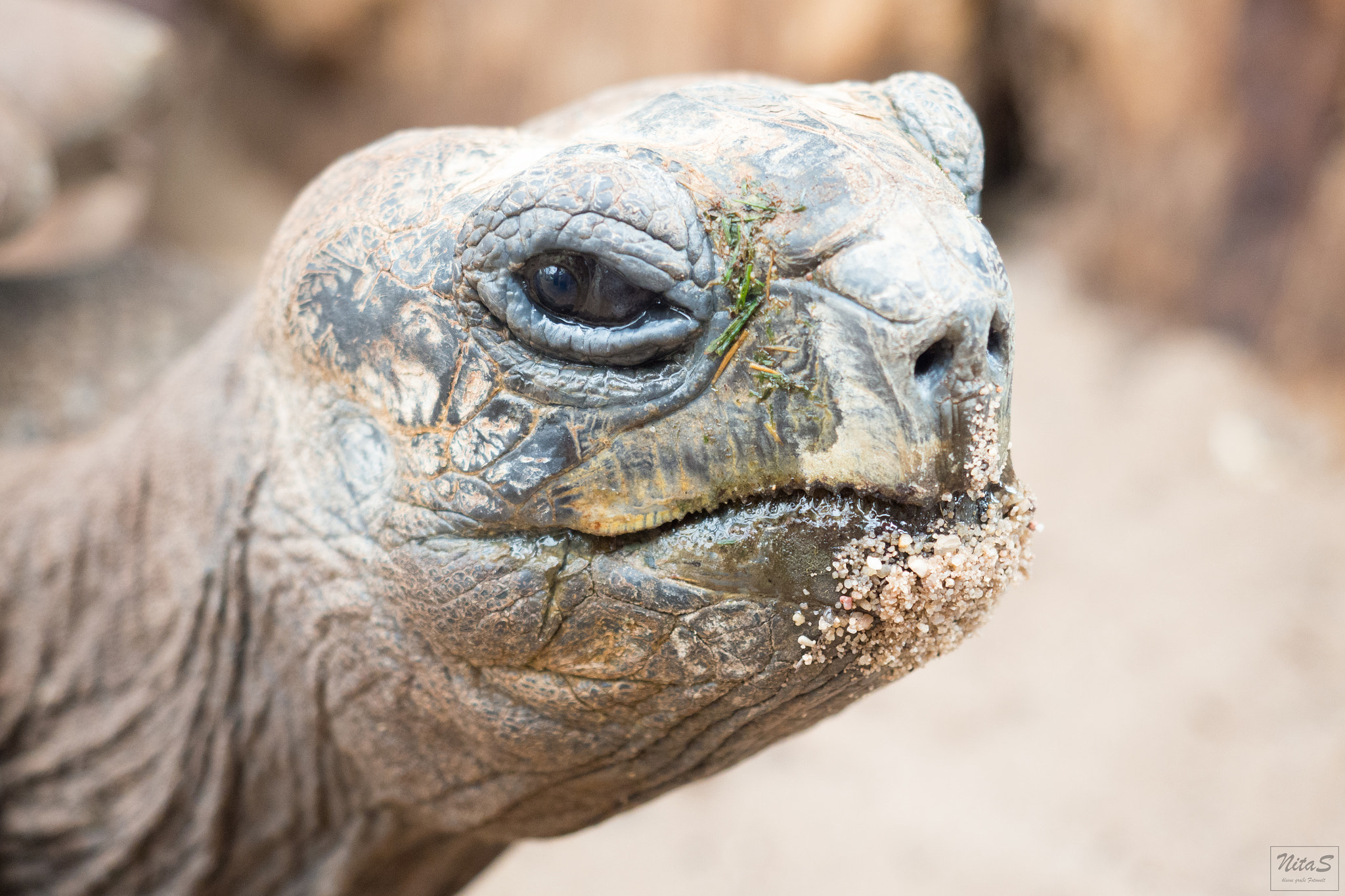 Olympus OM-D E-M1 Mark II + Olympus M.Zuiko Digital ED 12-40mm F2.8 Pro sample photo. Turtle photography