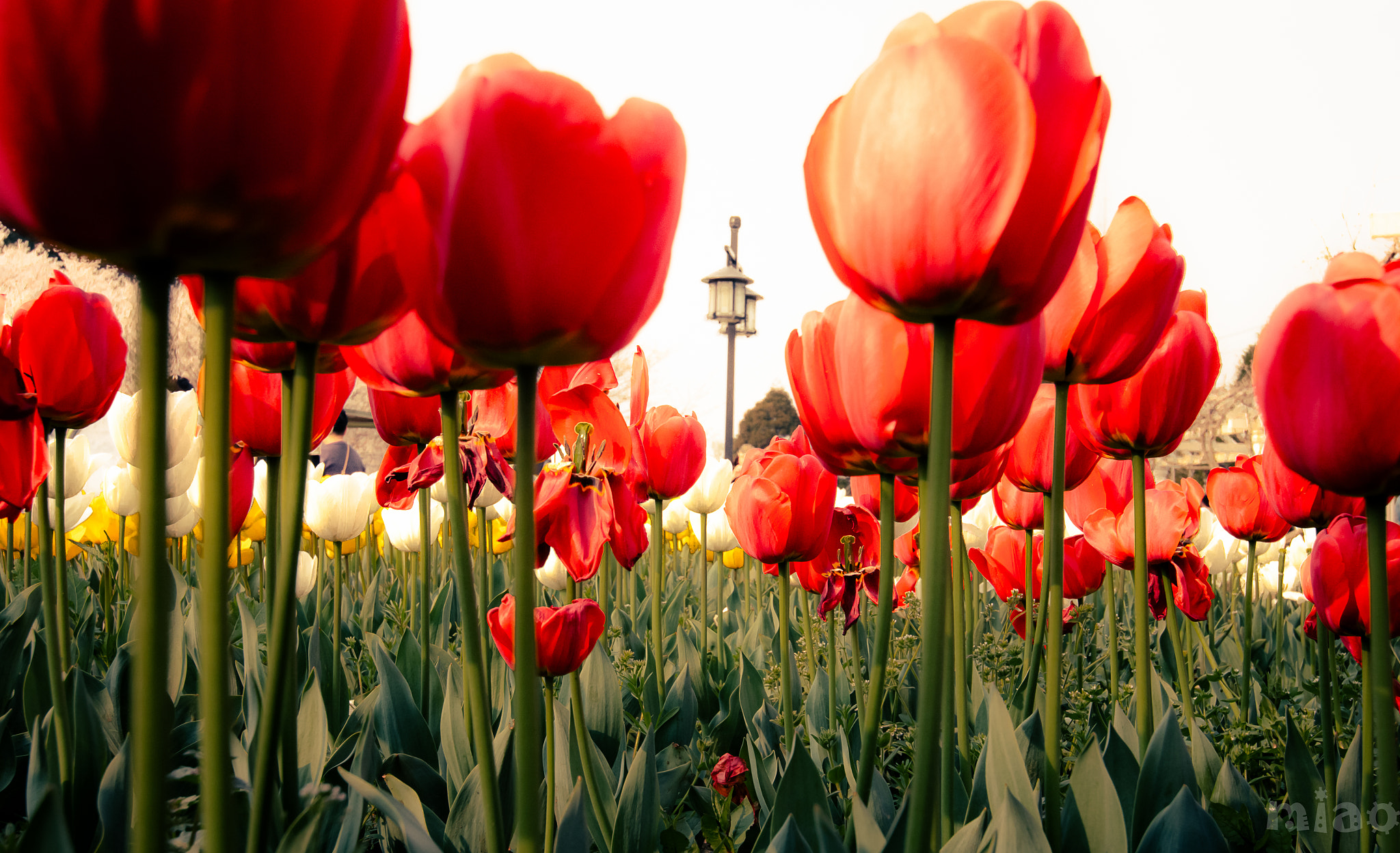 Tokina AT-X 12-28mm F4 Pro DX sample photo. Tulip photography