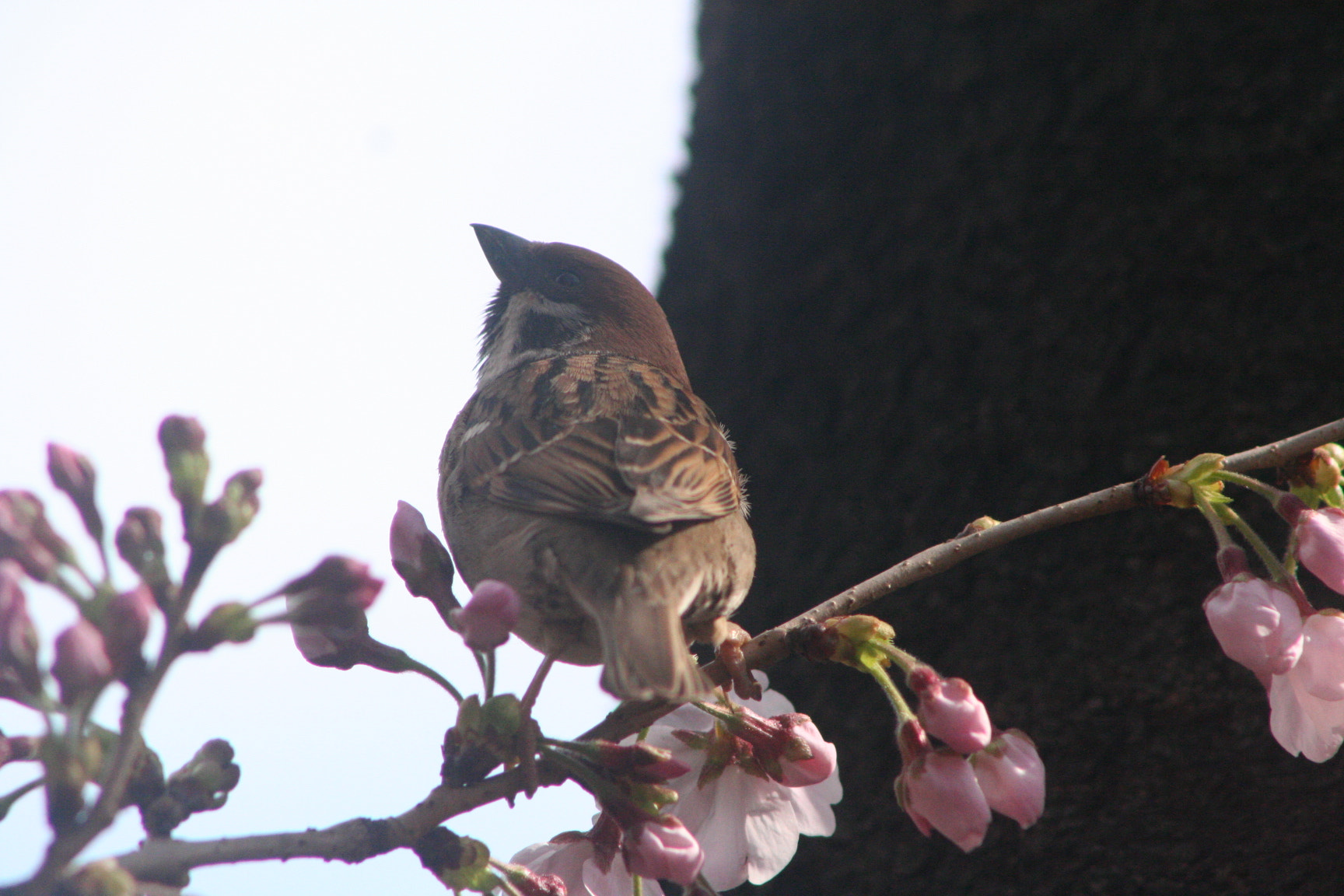 Canon EOS 350D (EOS Digital Rebel XT / EOS Kiss Digital N) sample photo. Cherry and sparrow photography