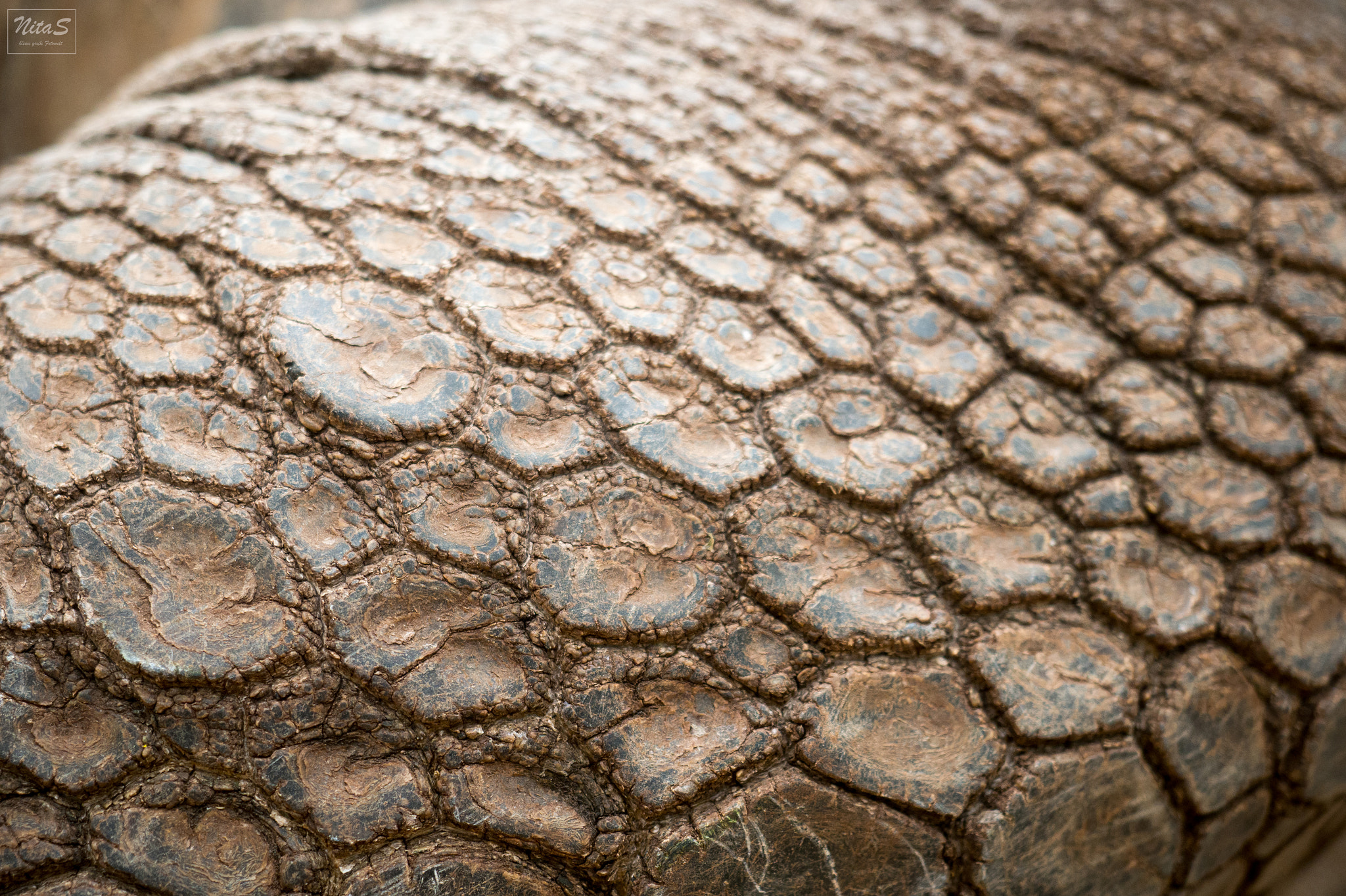 Olympus OM-D E-M1 Mark II + Olympus M.Zuiko Digital ED 12-40mm F2.8 Pro sample photo. Skin of a turtle photography