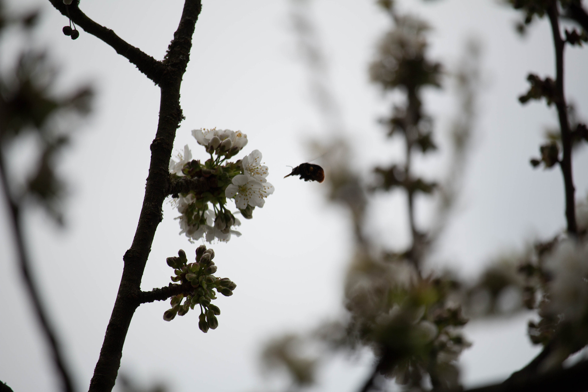 Canon EF-S 55-250mm F4-5.6 IS STM sample photo. Biene photography