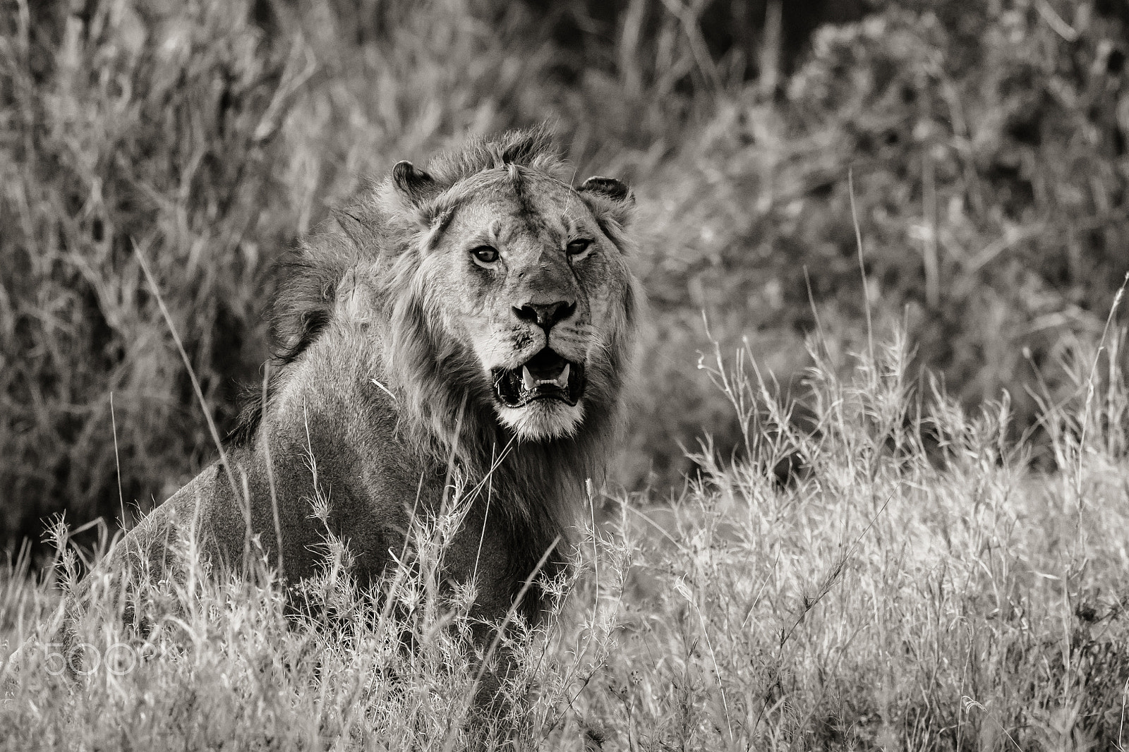 Canon EF 500mm F4L IS II USM sample photo. Tanzania lion photography