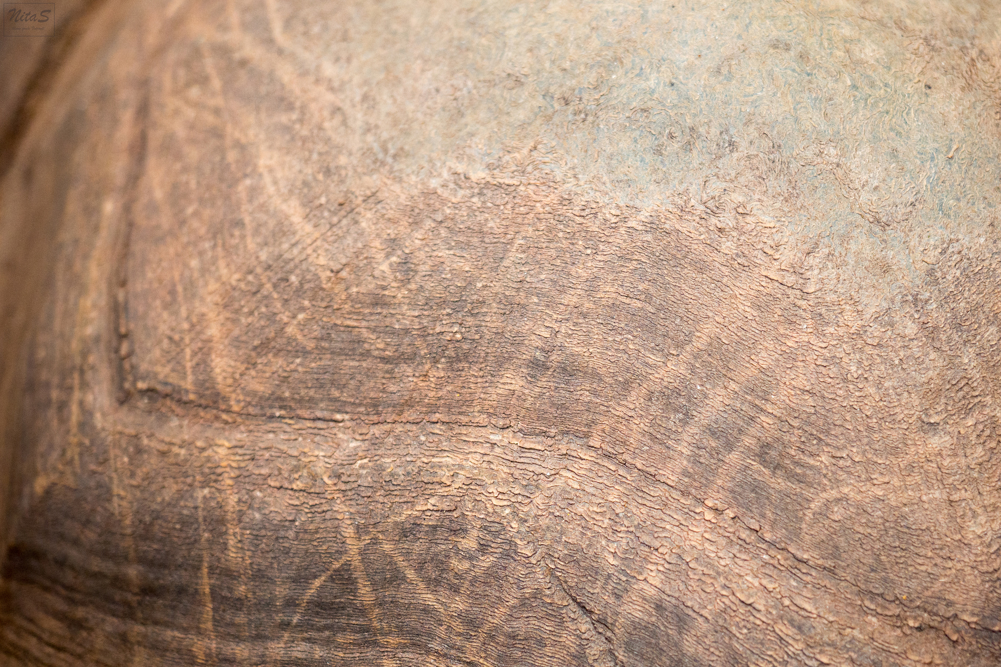 Olympus OM-D E-M1 Mark II + Olympus M.Zuiko Digital ED 12-40mm F2.8 Pro sample photo. Turtle photography