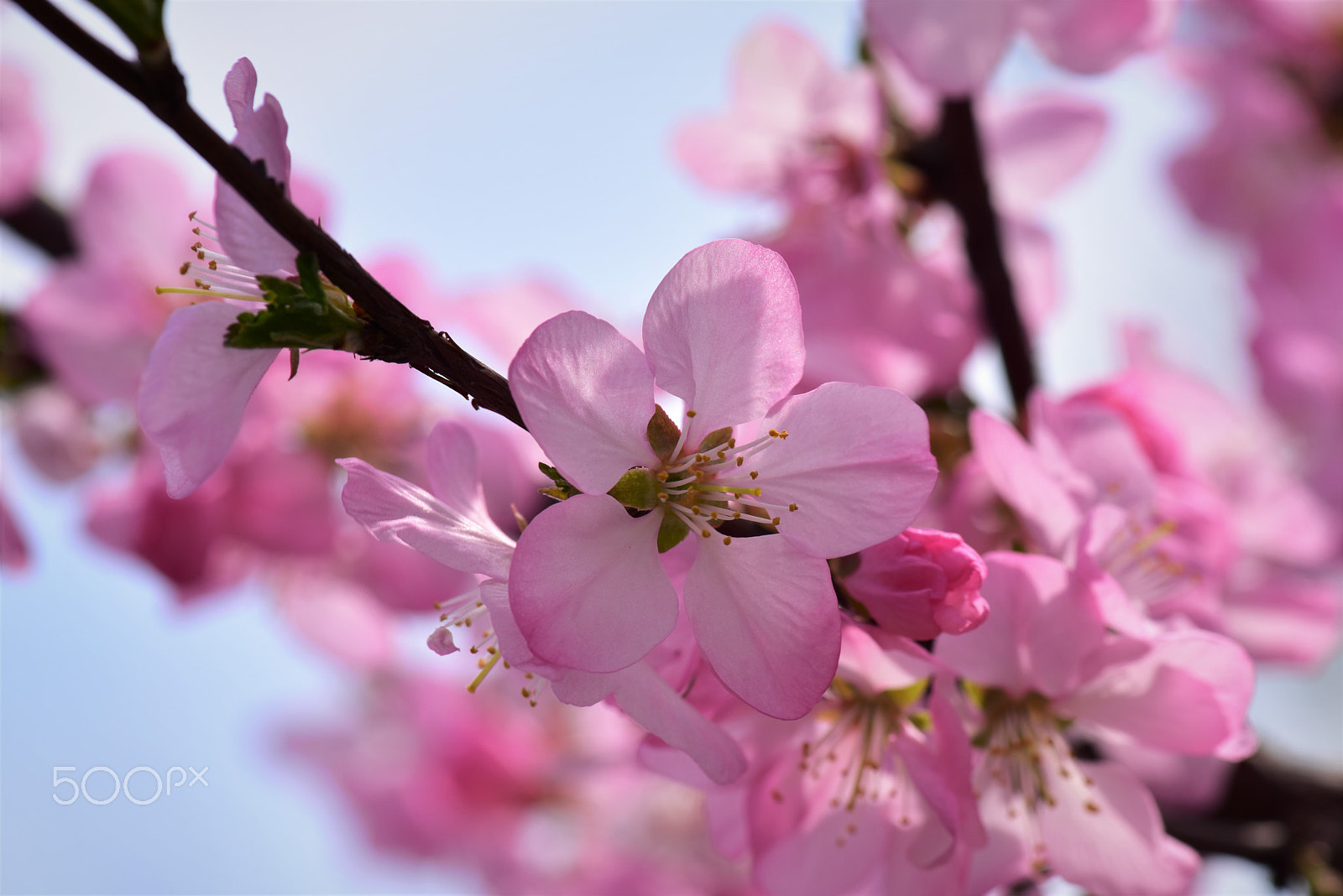 Nikon D810 sample photo. Spring flower photography