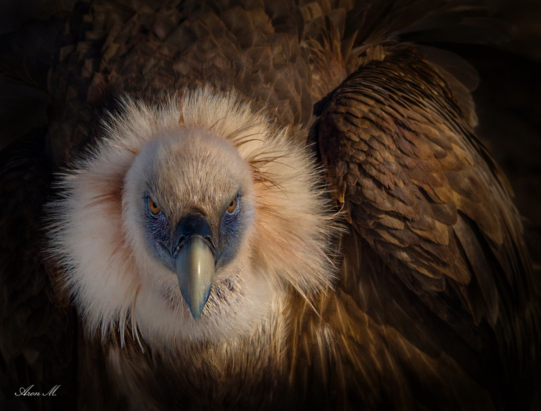 Sigma 150-500mm F5-6.3 DG OS HSM sample photo. Furious photography