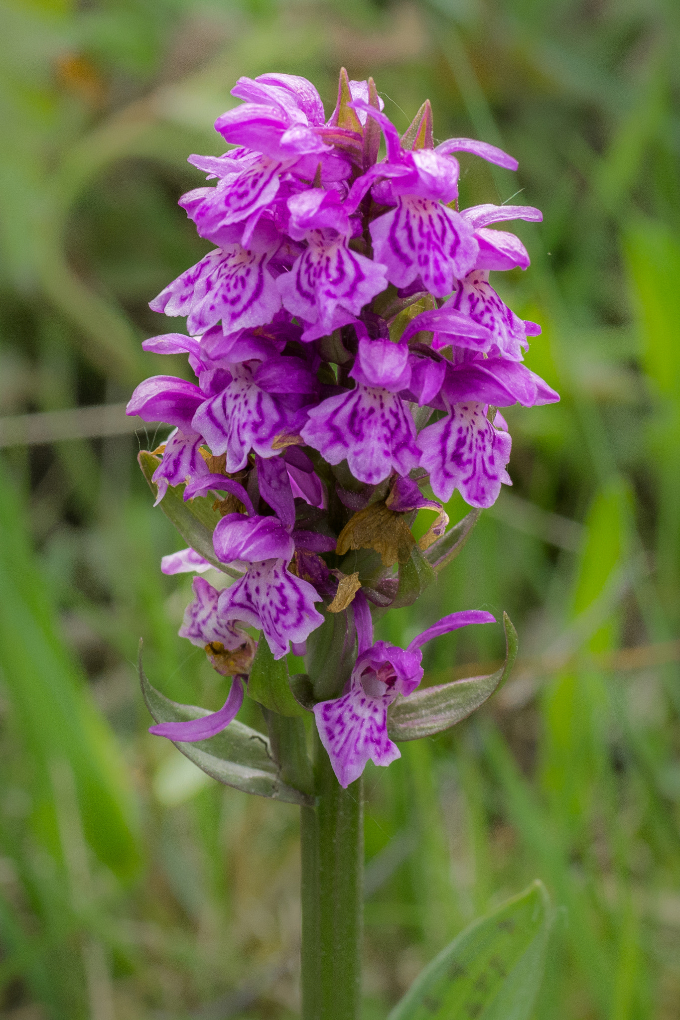 Nikon D7100 sample photo. Dactylorchis maculata photography