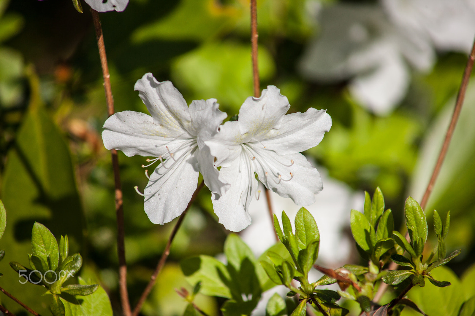 EF75-300mm f/4-5.6 sample photo. Spring flowers 2 photography