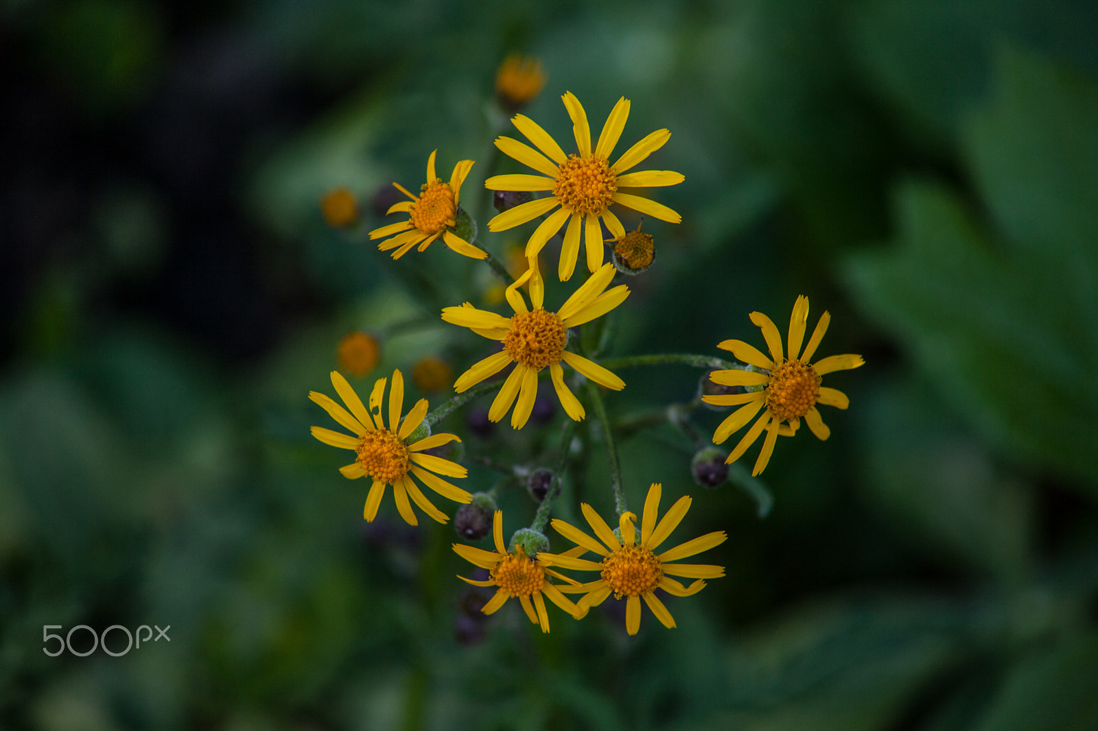 EF75-300mm f/4-5.6 sample photo. Spring flowers 2 photography