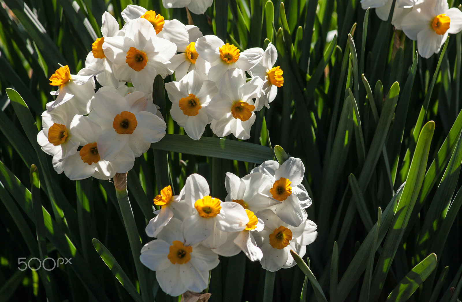 EF75-300mm f/4-5.6 sample photo. Spring flowers 2 photography