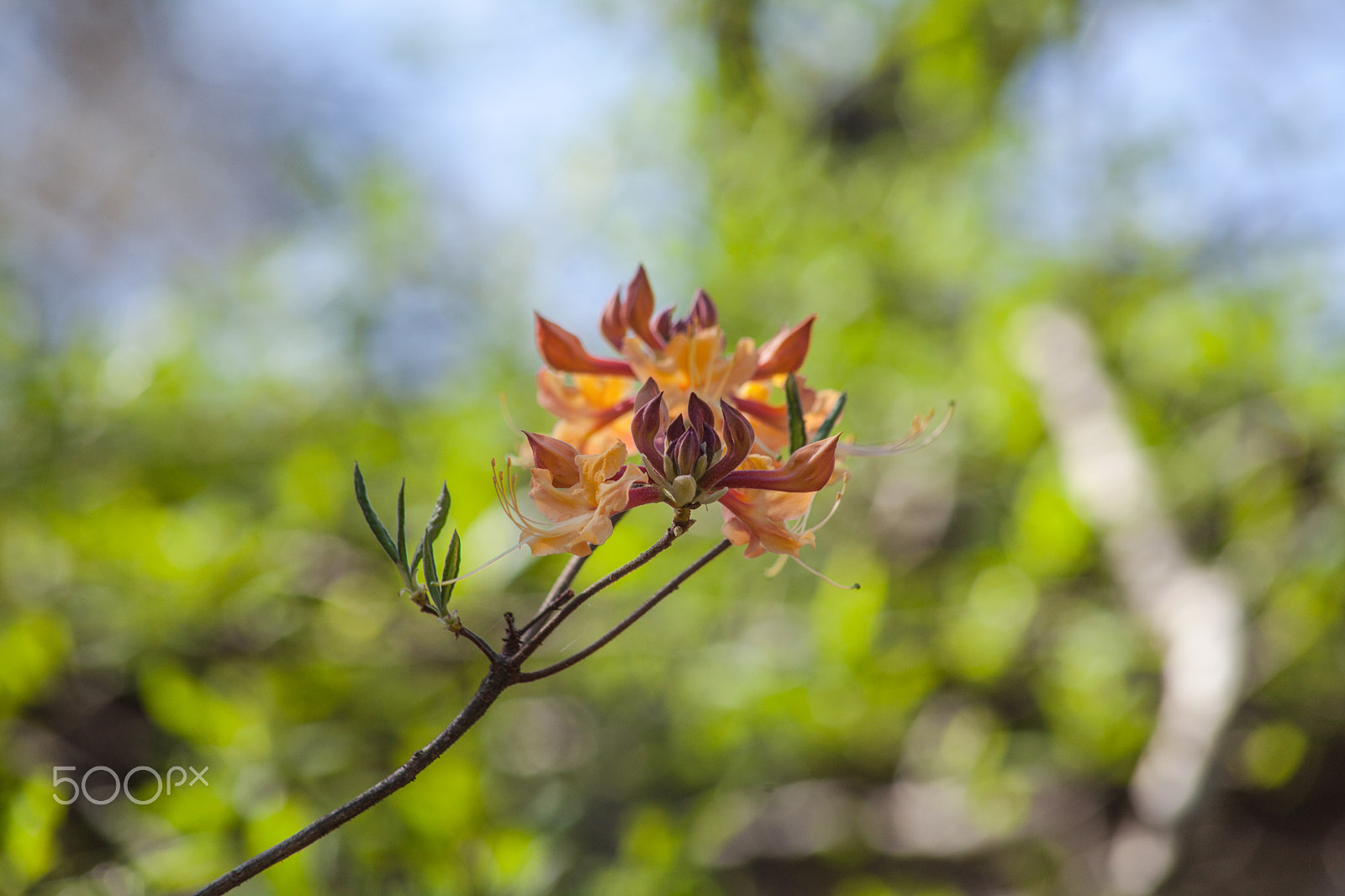 EF75-300mm f/4-5.6 sample photo. Spring flowers 2 photography