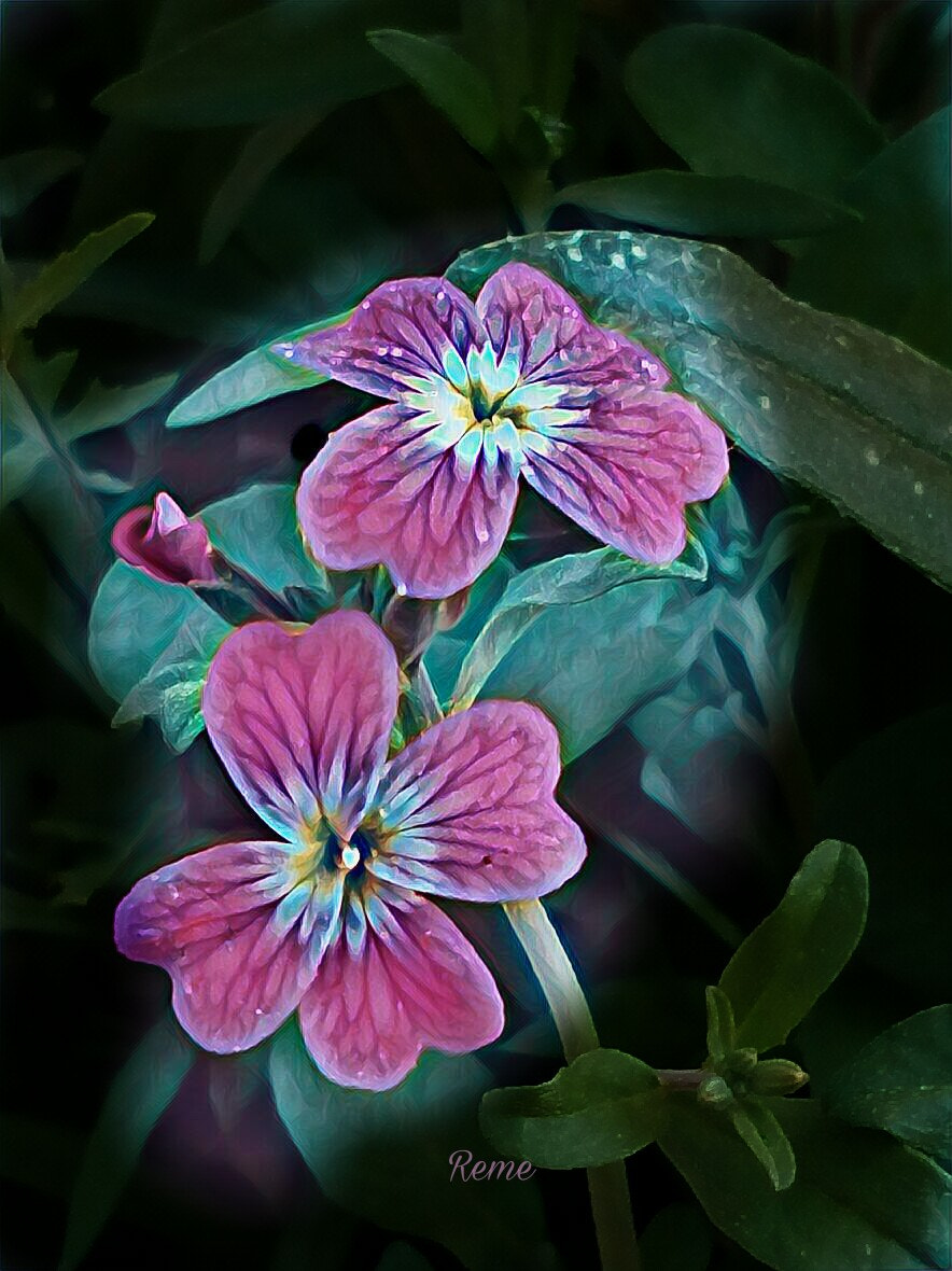 bq Aquaris E5 HD sample photo. Flores photography