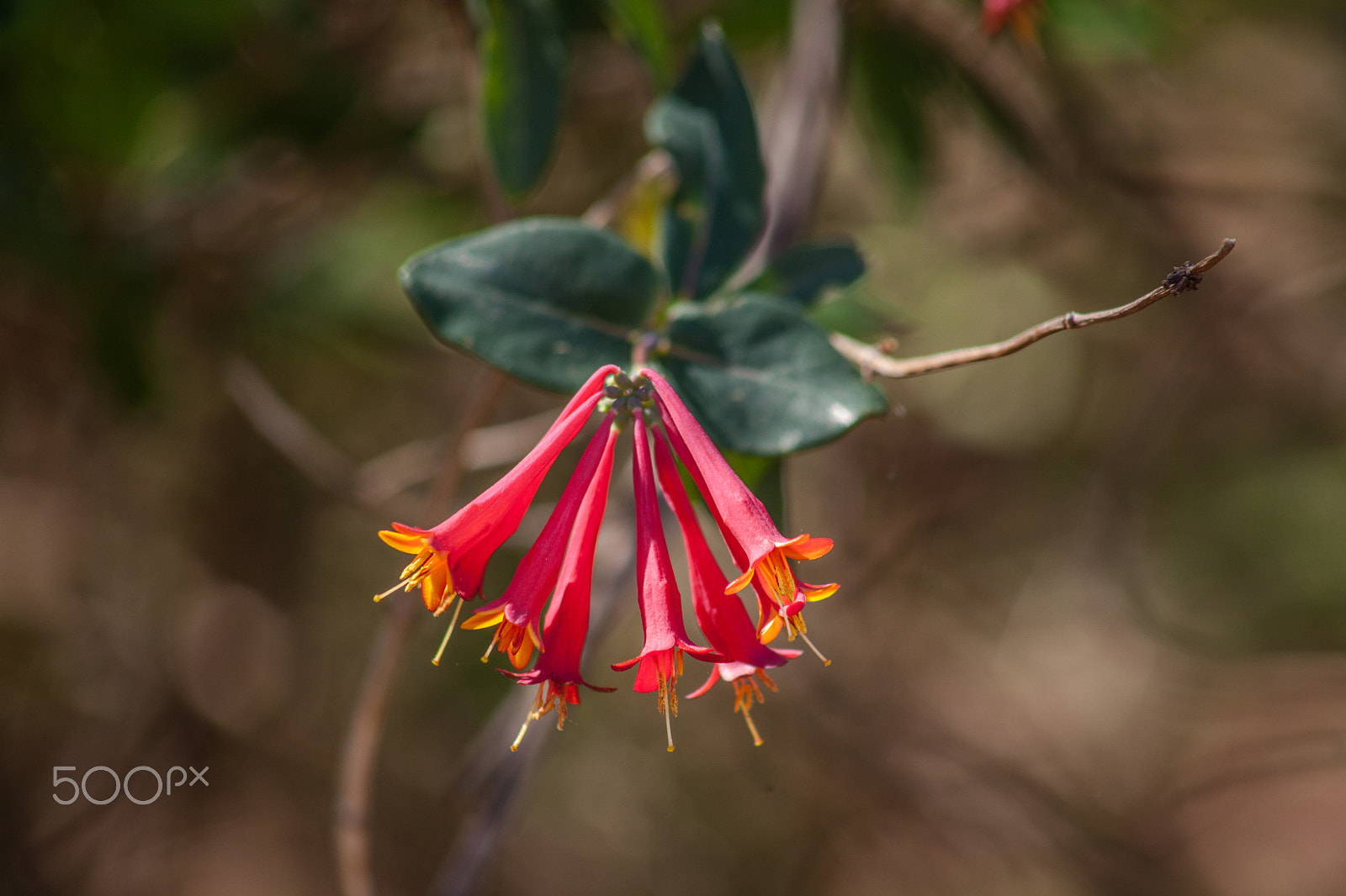 EF75-300mm f/4-5.6 sample photo. Spring flowers 2 photography