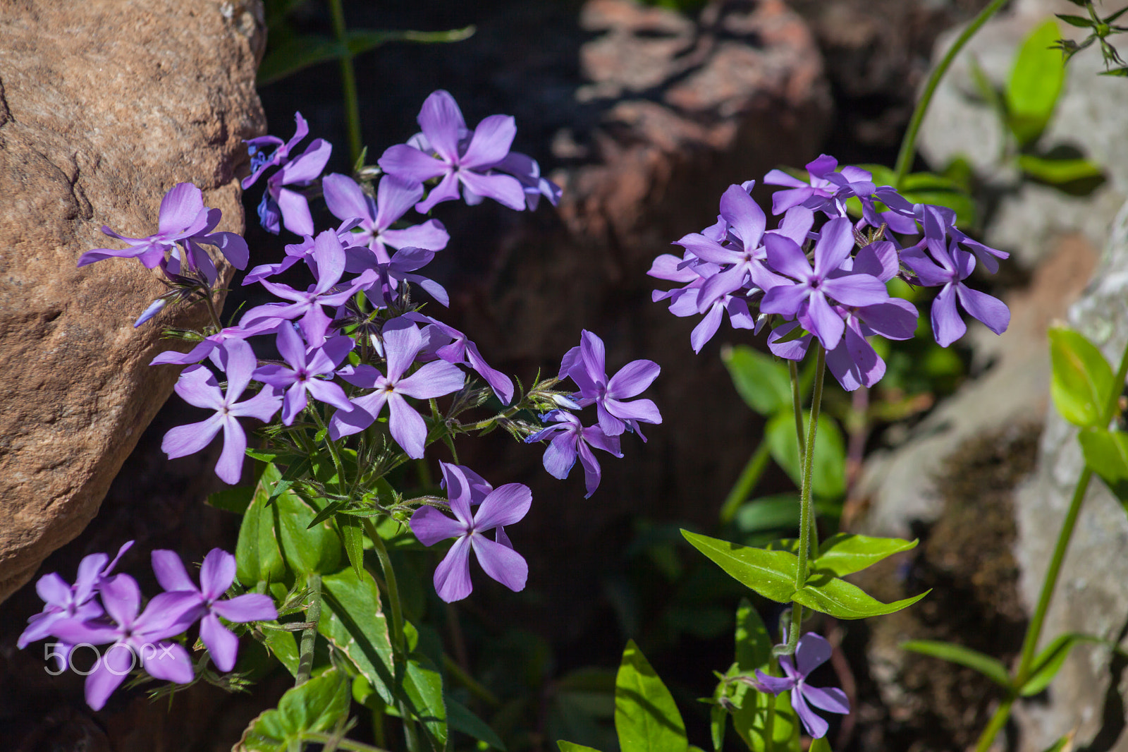 EF75-300mm f/4-5.6 sample photo. Spring flowers 2 photography