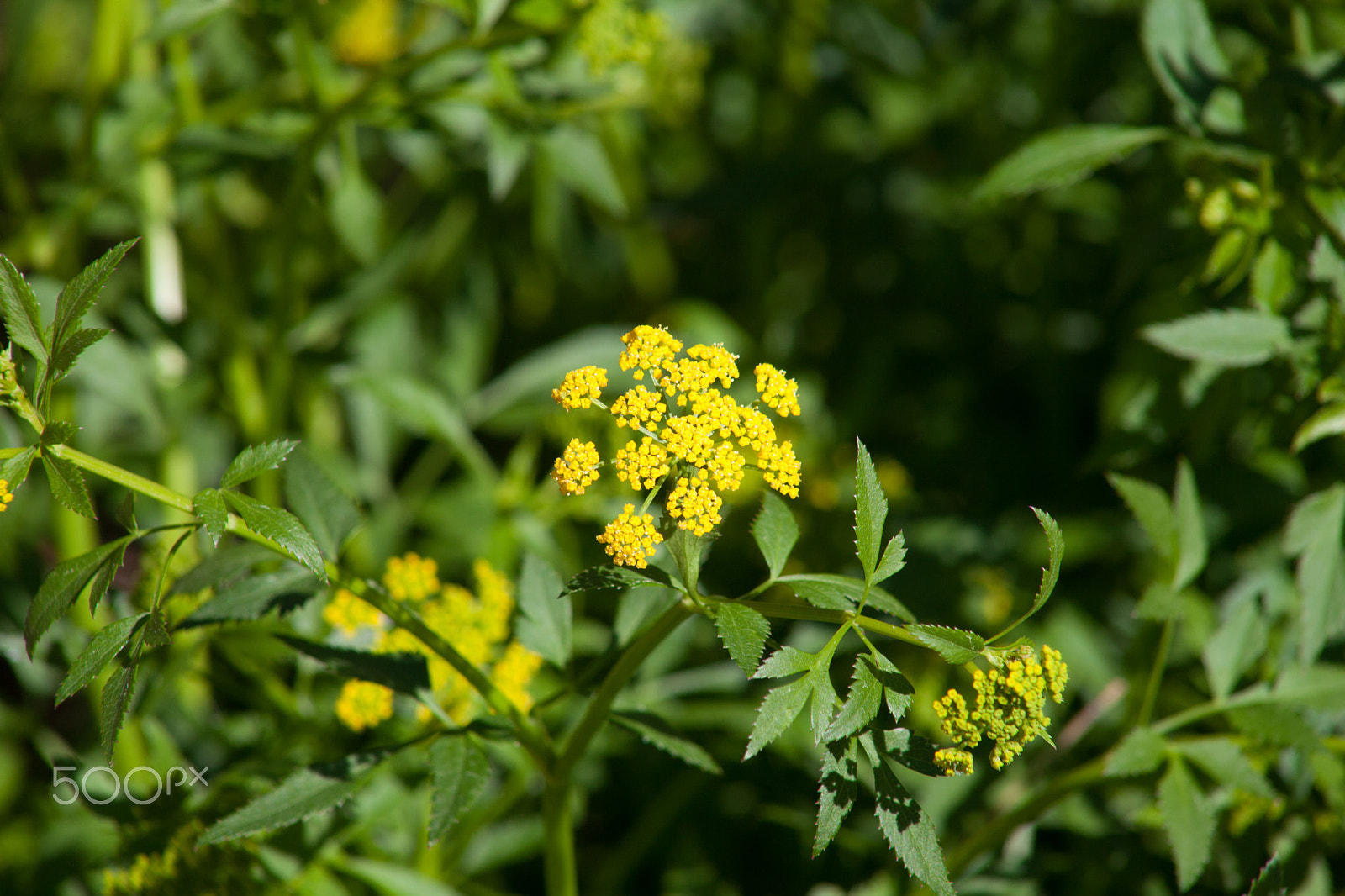 EF75-300mm f/4-5.6 sample photo. Spring flowers 2 photography