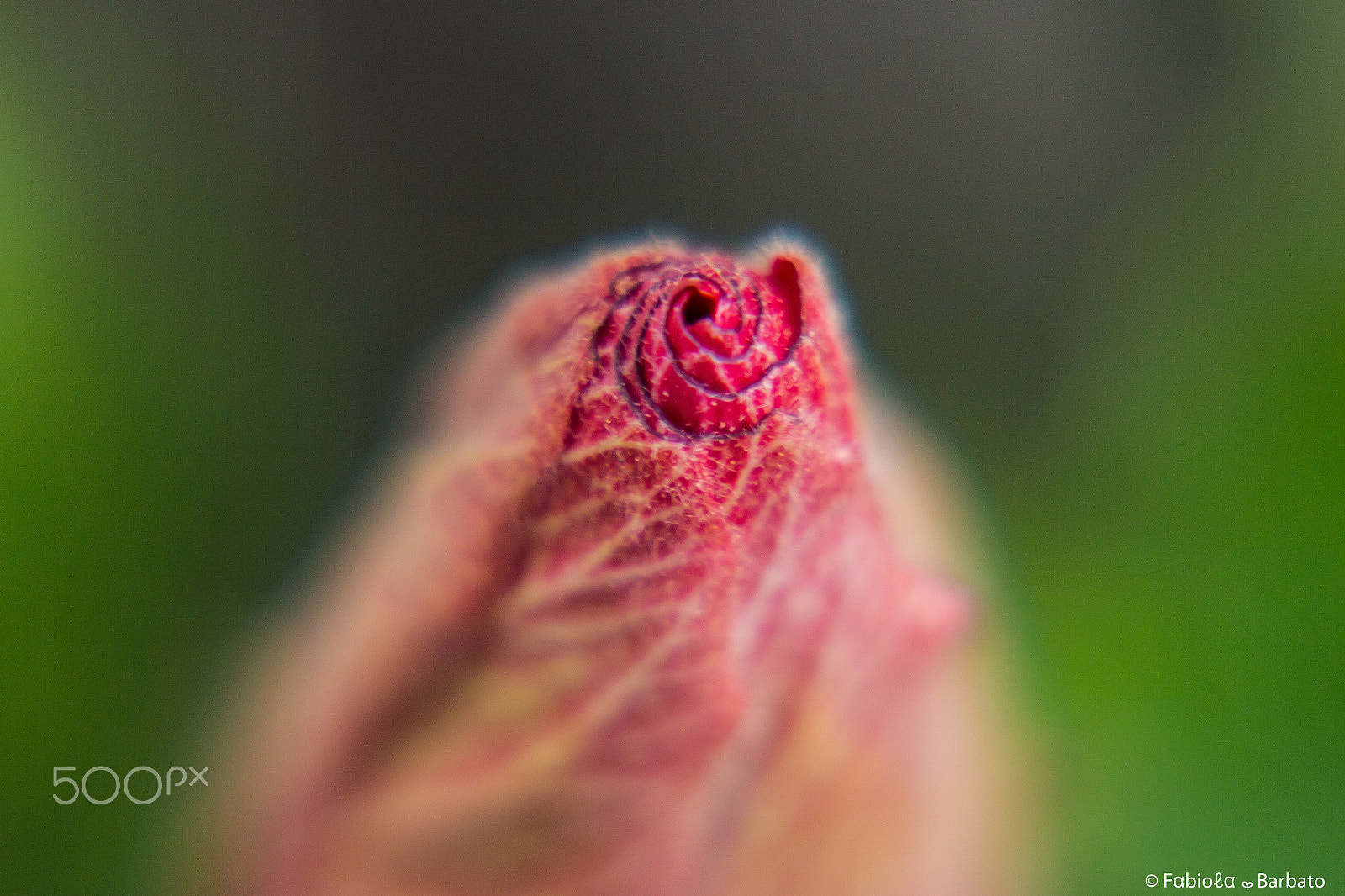 Canon EF-S 55-250mm F4-5.6 IS II sample photo. Ibiscus photography