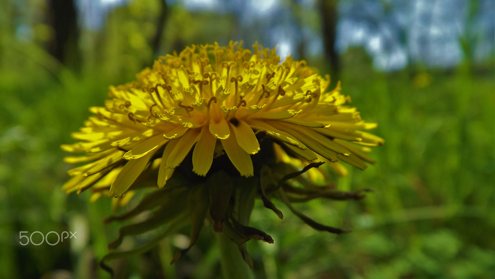 Fujifilm FinePix S3400 sample photo. Dandelion.. photography