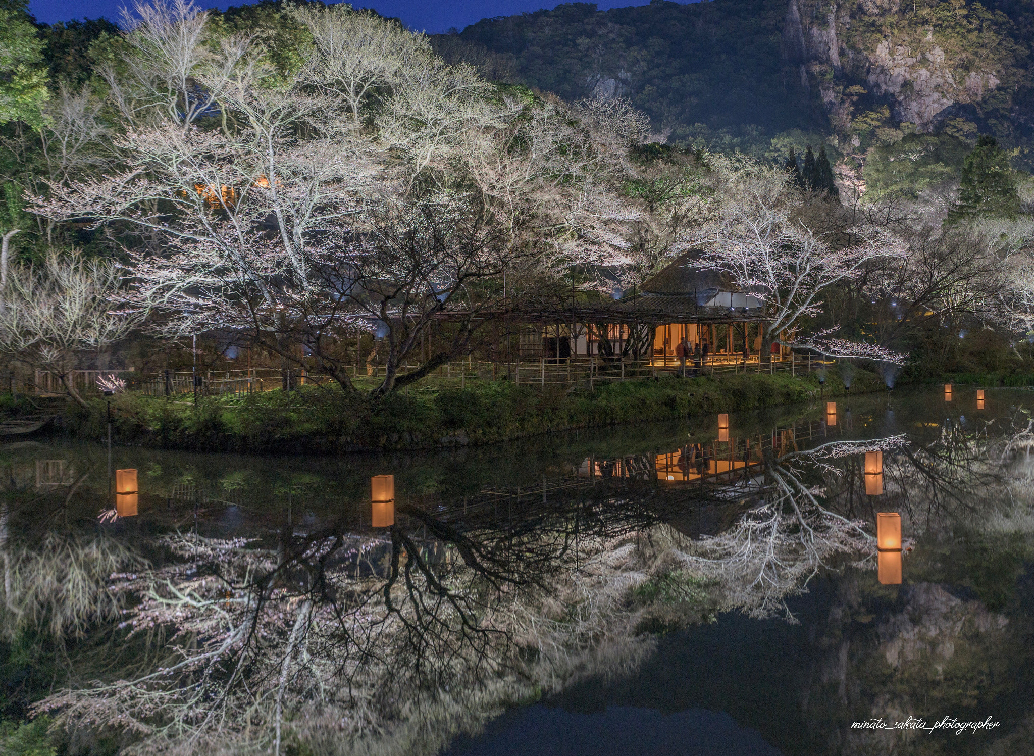 Nikon D810 sample photo. Cherry trees at evening photography