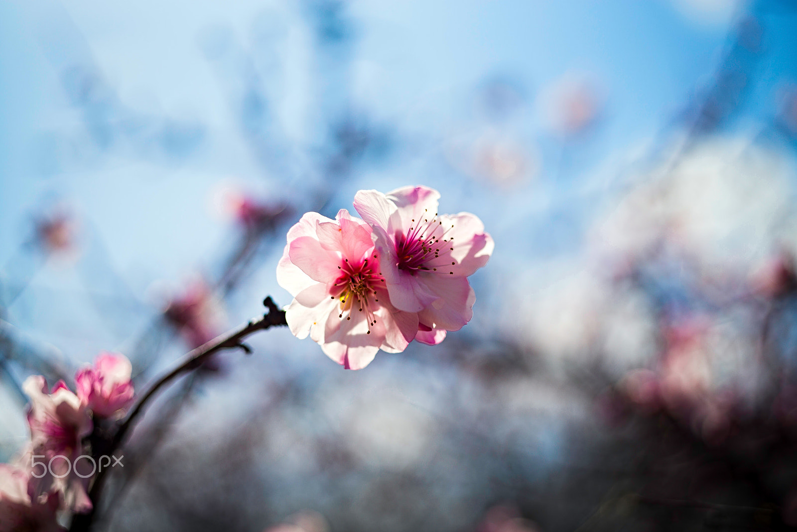 Summicron 1:2/50 Leitz sample photo. Duo photography