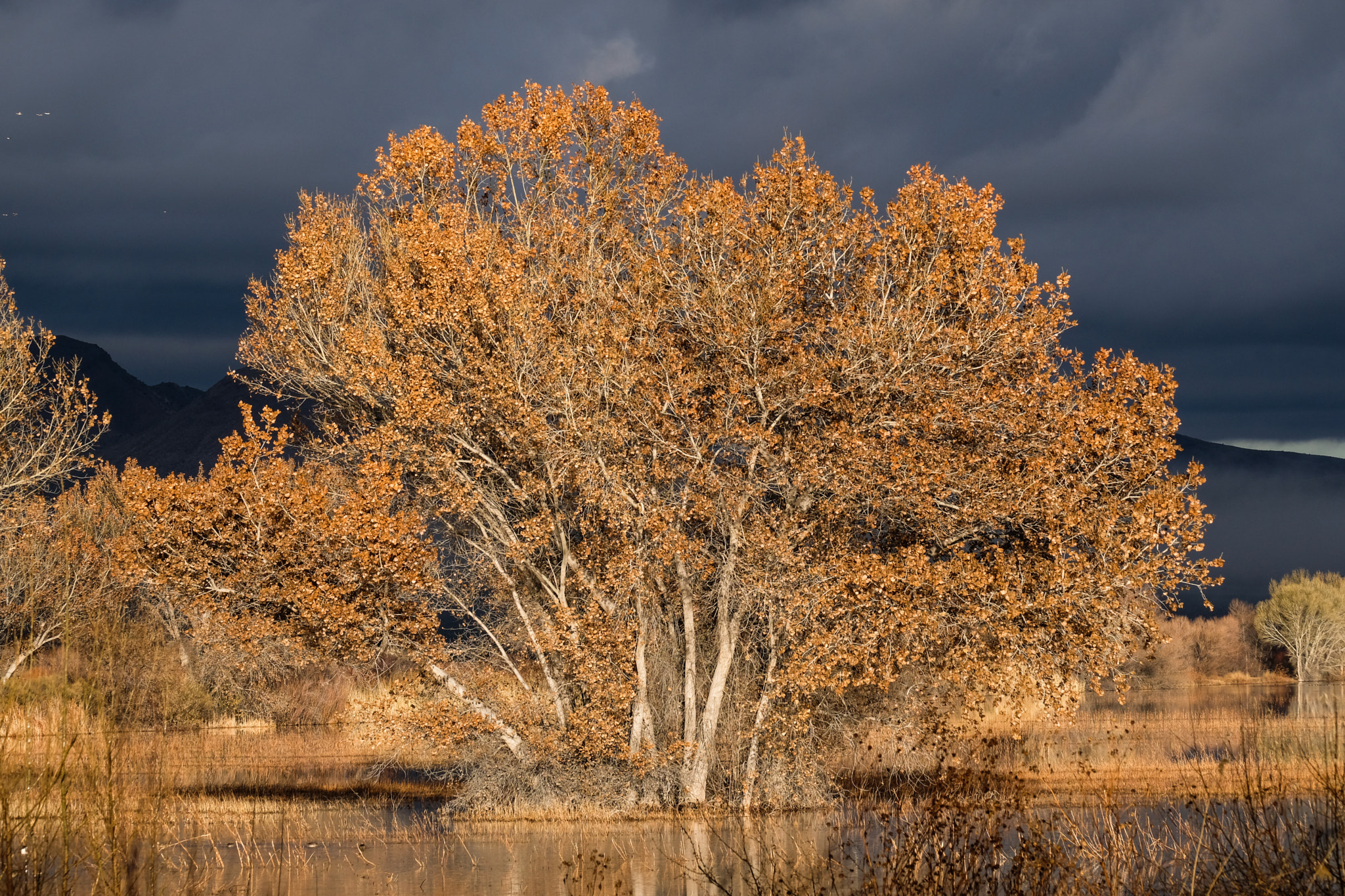 Fujifilm XF 100-400mm F4.5-5.6 R LM OIS WR sample photo. Cottonwood tree photography