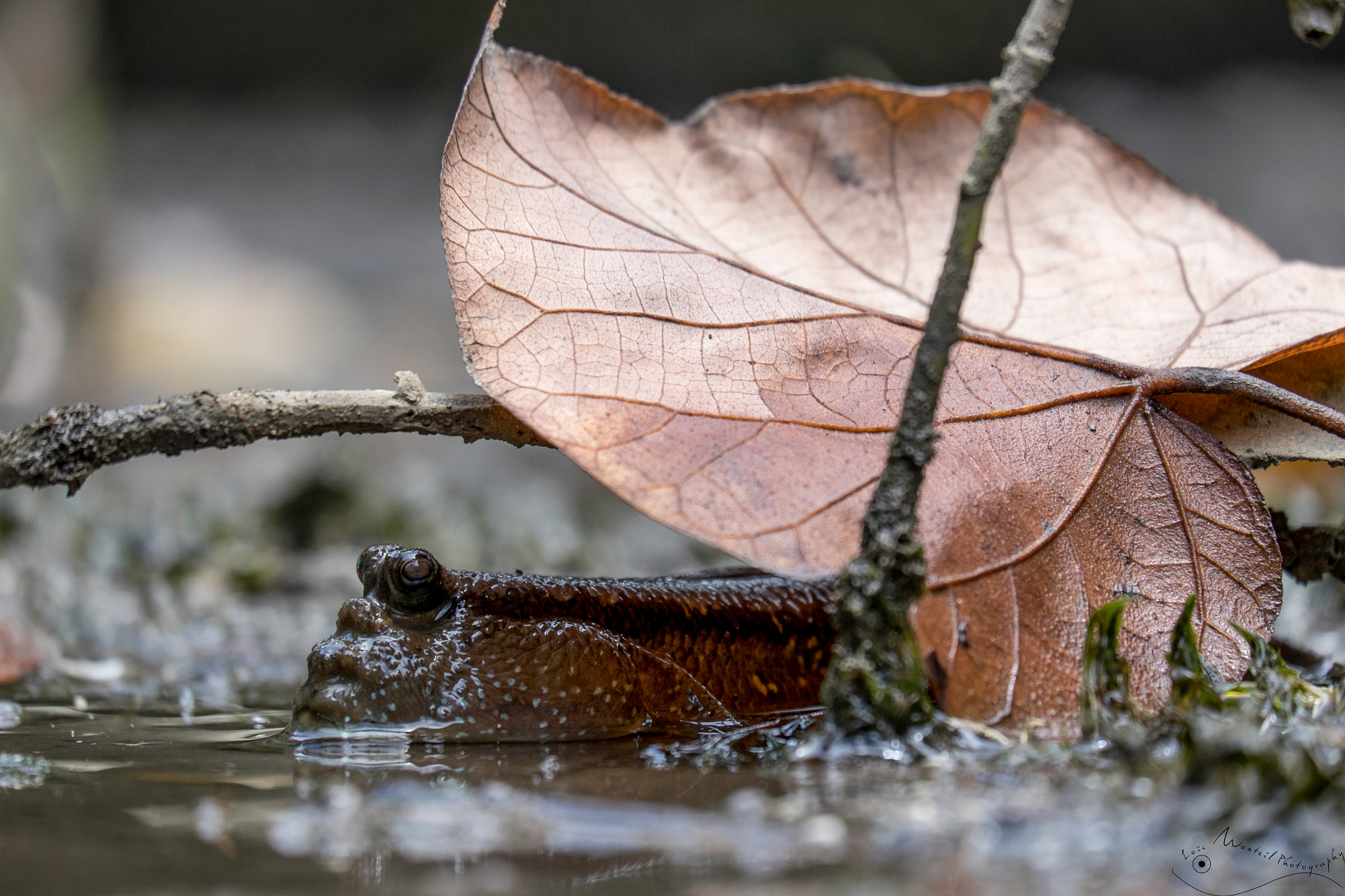 Fujifilm X-T1 + Fujifilm XC 50-230mm F4.5-6.7 OIS II sample photo. Hiding mudskipper photography