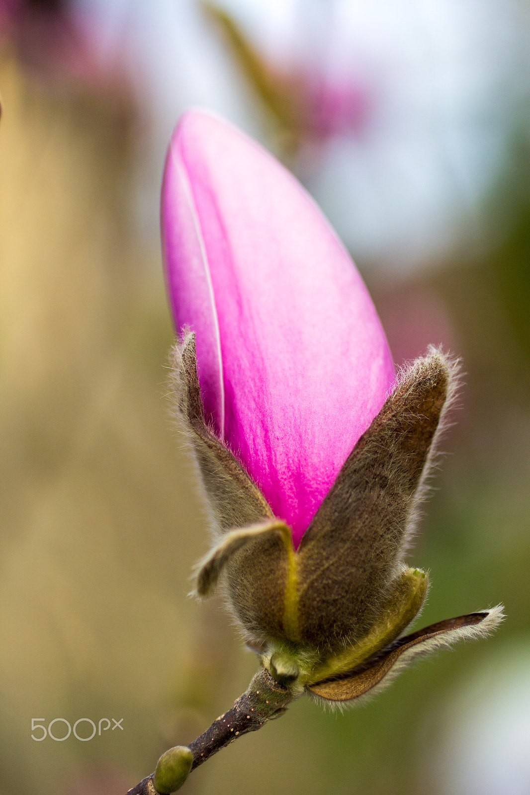 Canon EOS 60D + Canon EF 50mm F2.5 Macro sample photo. Magnolie photography