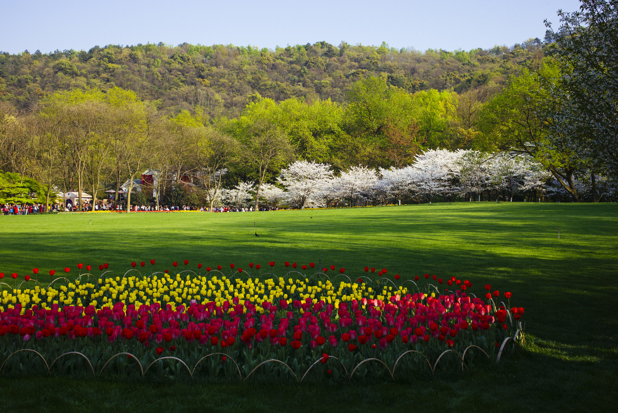 Leica Summilux-M 35mm F1.4 ASPH sample photo. One of my favorite parks photography