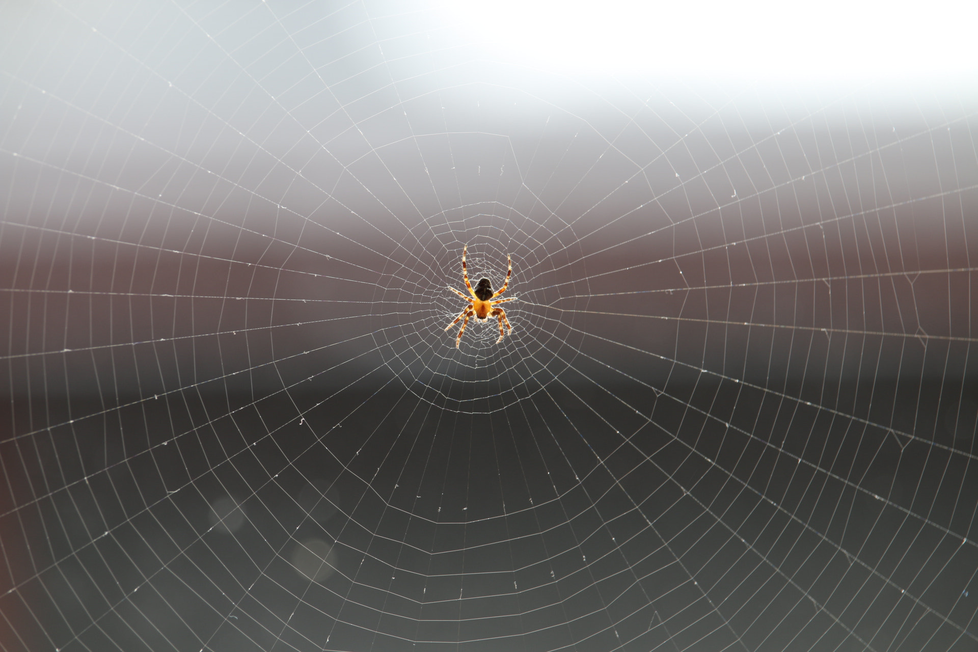 Canon EF-S 55-250mm F4-5.6 IS STM sample photo. Small spider in our livingroom photography
