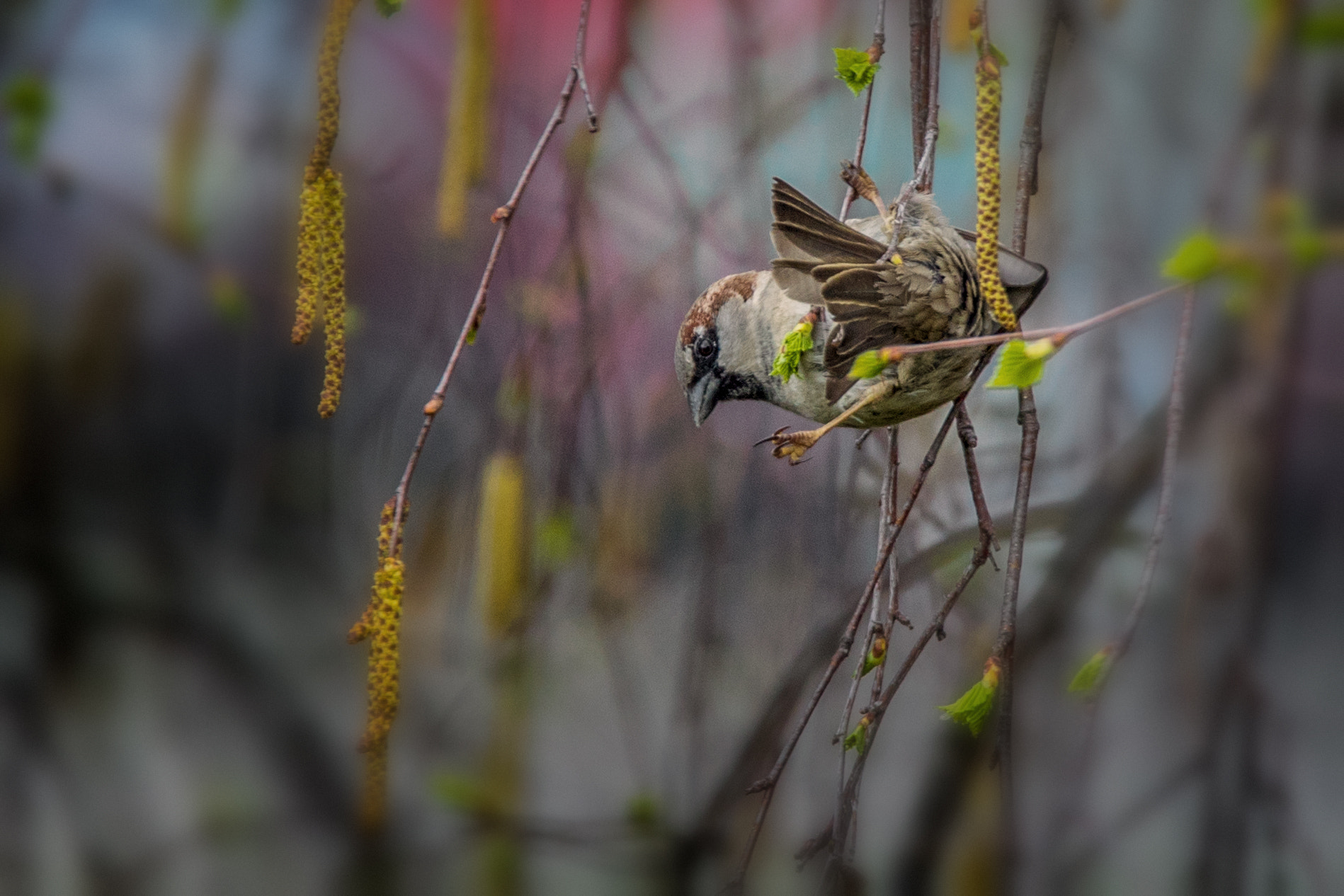 Tamron SP 150-600mm F5-6.3 Di VC USD sample photo. Haussperling am turnen photography