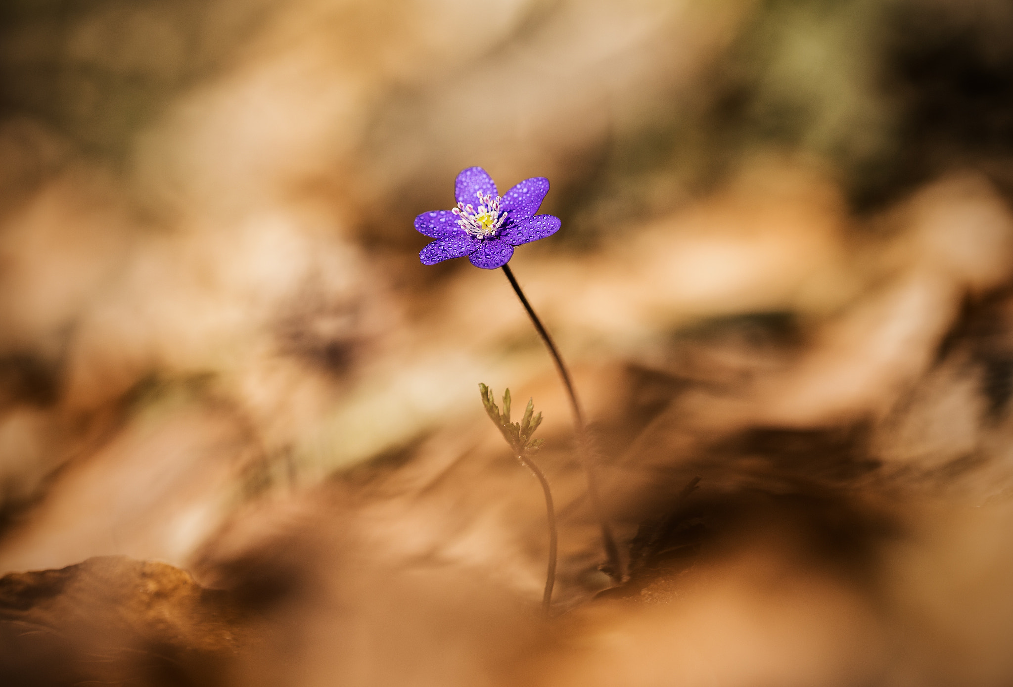Sigma 105mm F2.8 EX DG OS HSM sample photo. Przylaszczka.... photography