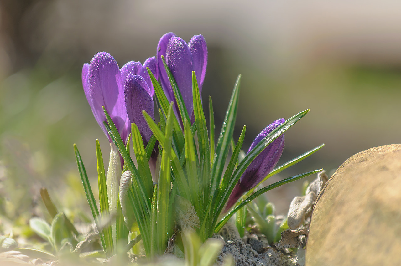 Nikon AF-S Nikkor 70-200mm F4G ED VR sample photo. Сиреневый крокусы (purple crocuses) photography