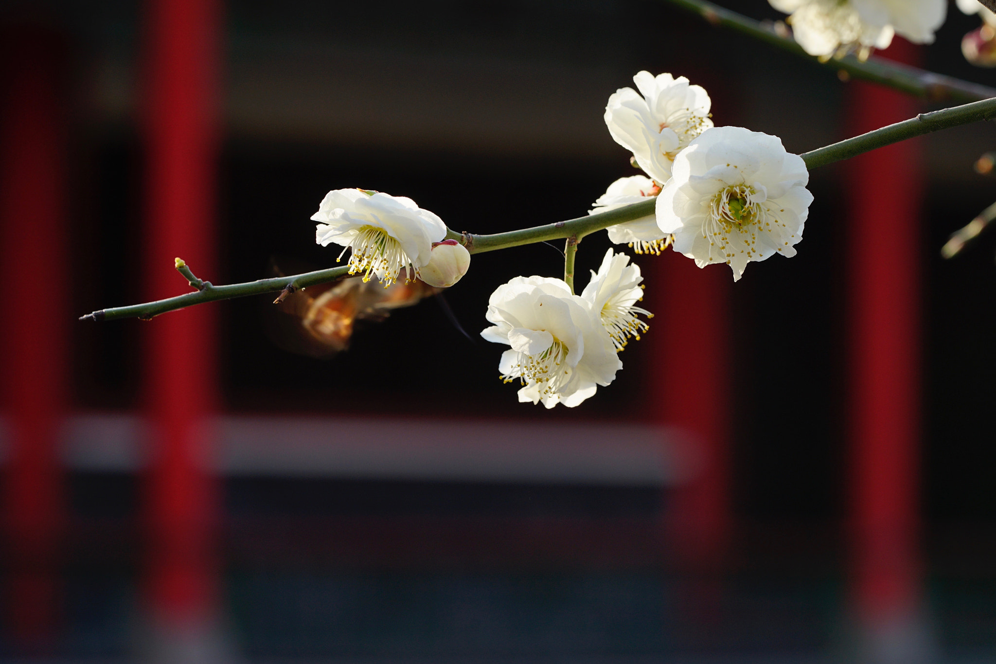 Sony a7 II + Sony FE 90mm F2.8 Macro G OSS sample photo. 春梅娇柔 photography