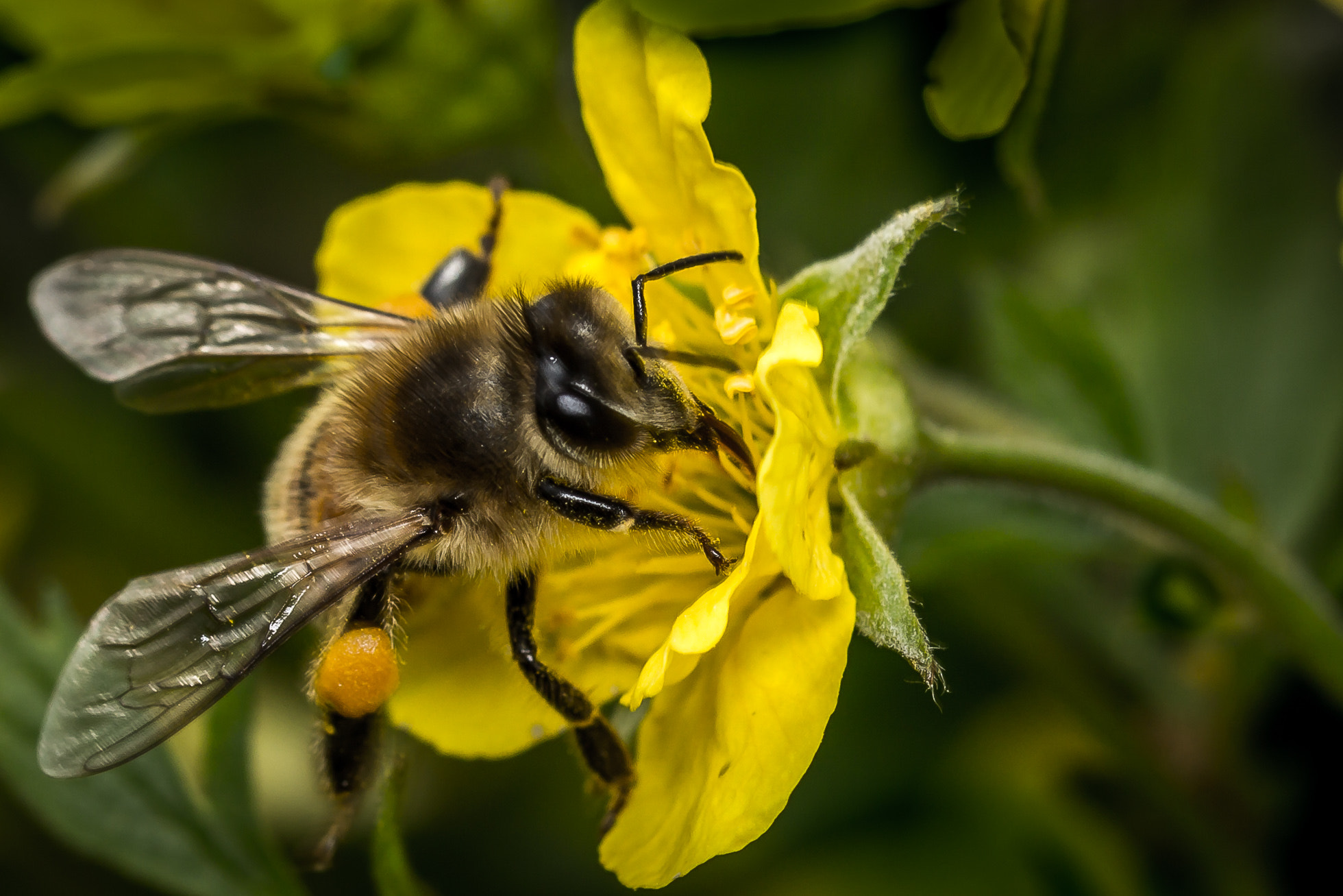 Canon EF 100mm F2.8L Macro IS USM sample photo. Wildbiene photography