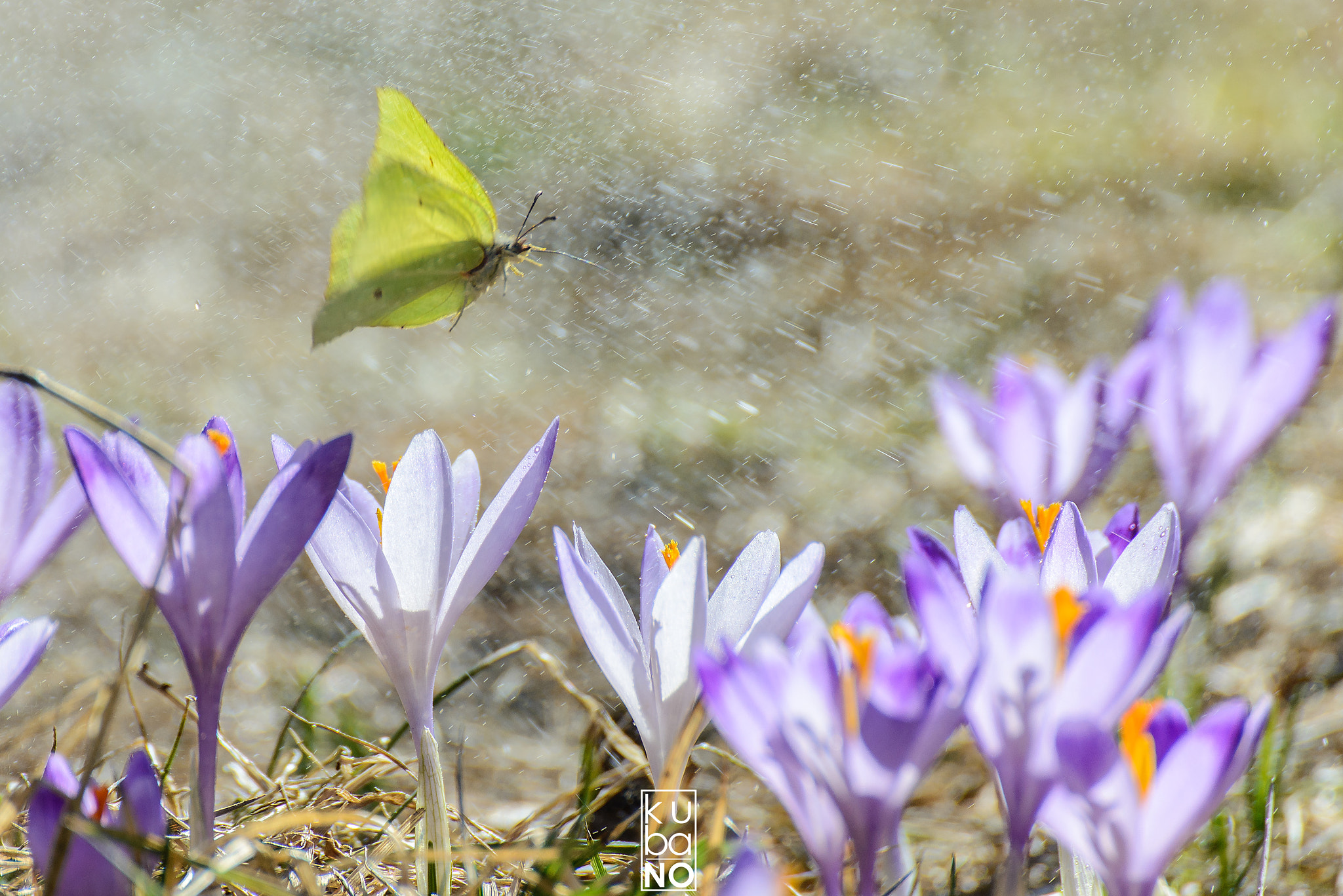 Nikon D600 sample photo. Untitled photography