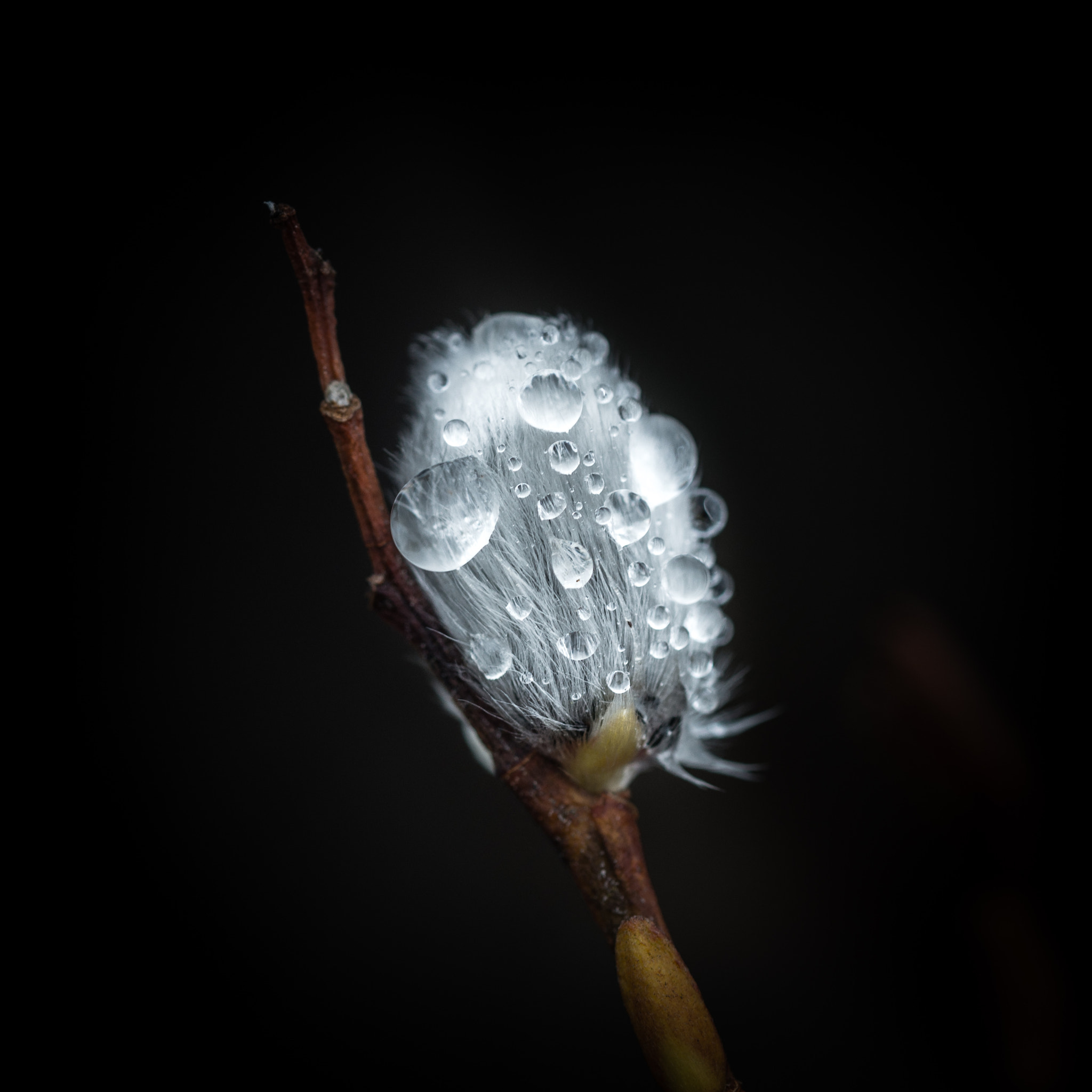 Sigma 105mm F2.8 EX DG OS HSM sample photo. Pussy willow time again photography