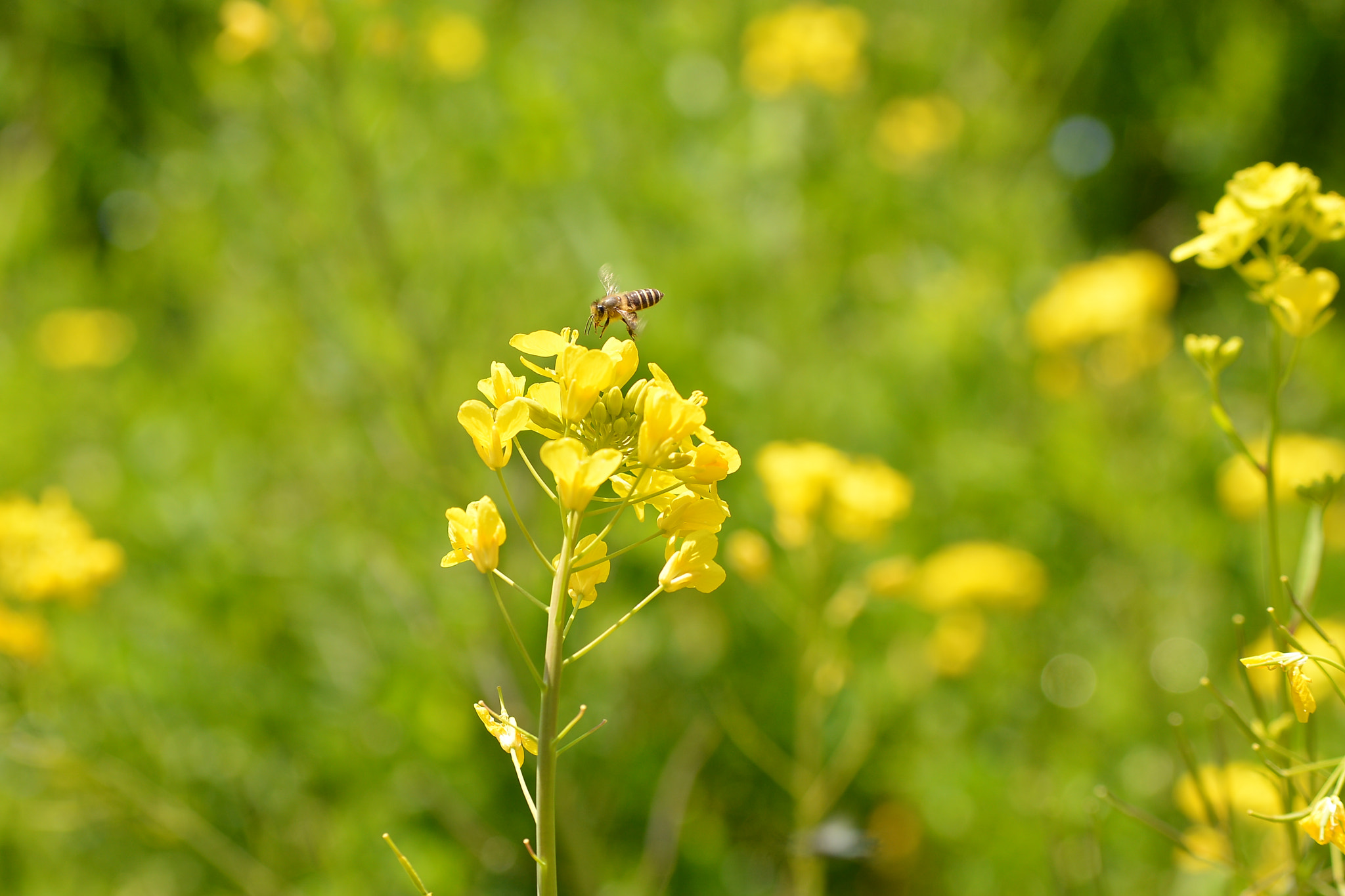 Nikon D7100 sample photo. のコピー photography