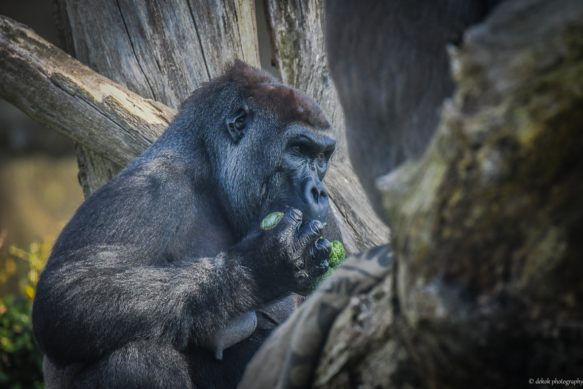 Nikon D500 sample photo. Broccoli day photography