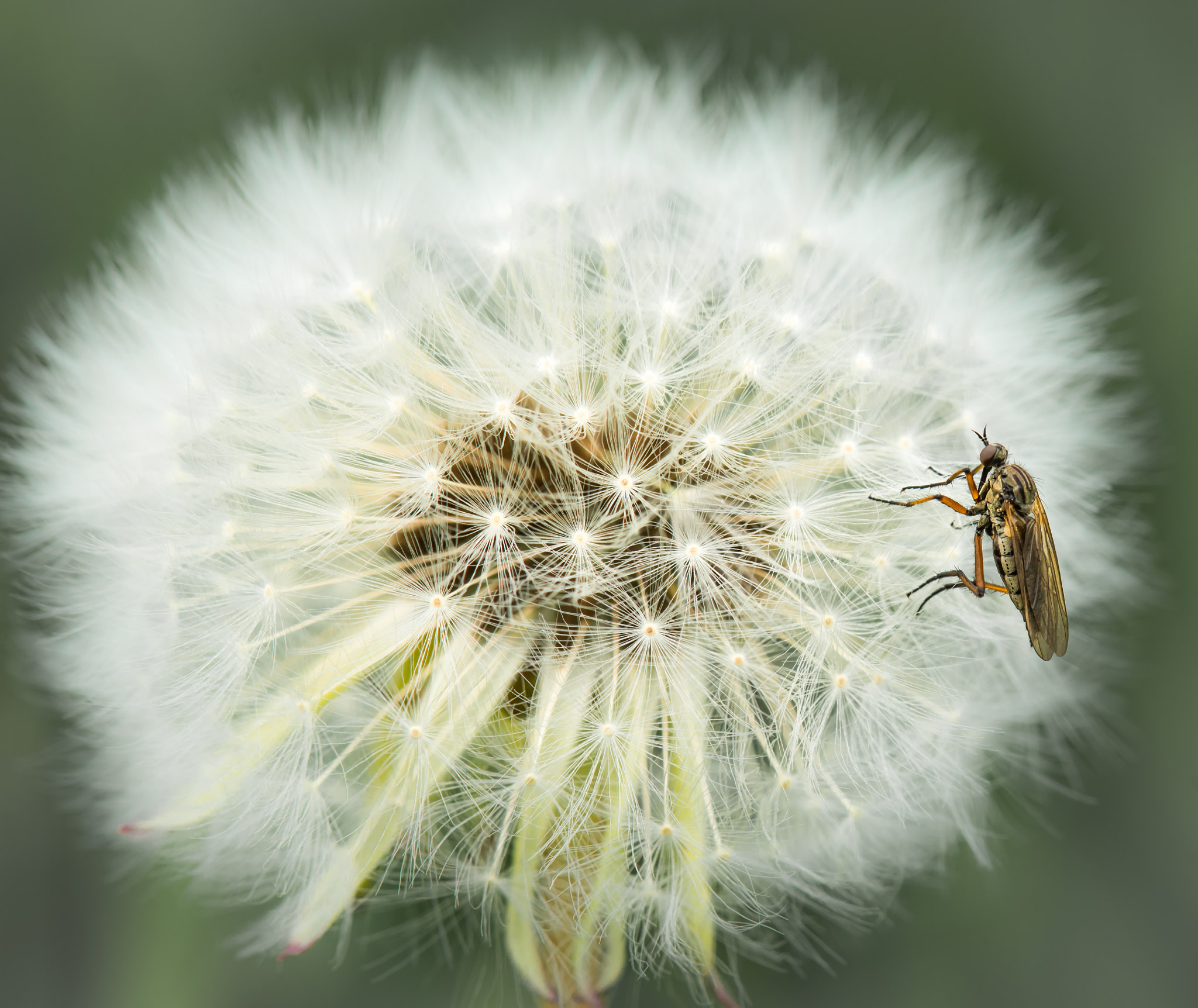 Nikon AF-S Micro-Nikkor 105mm F2.8G IF-ED VR sample photo. Do magic. enter her heart without touching her photography